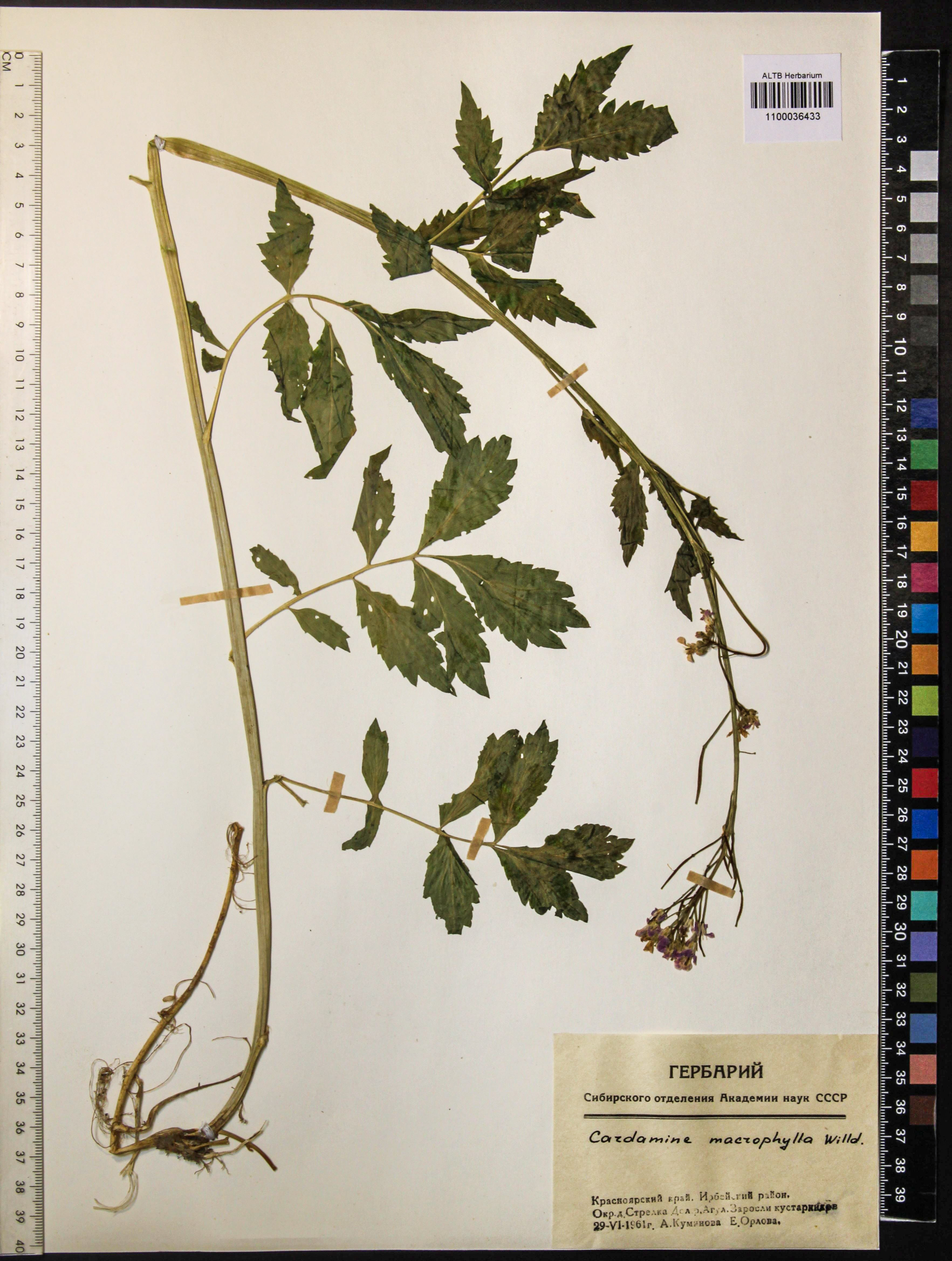 Cardamine macrophylla Willd.