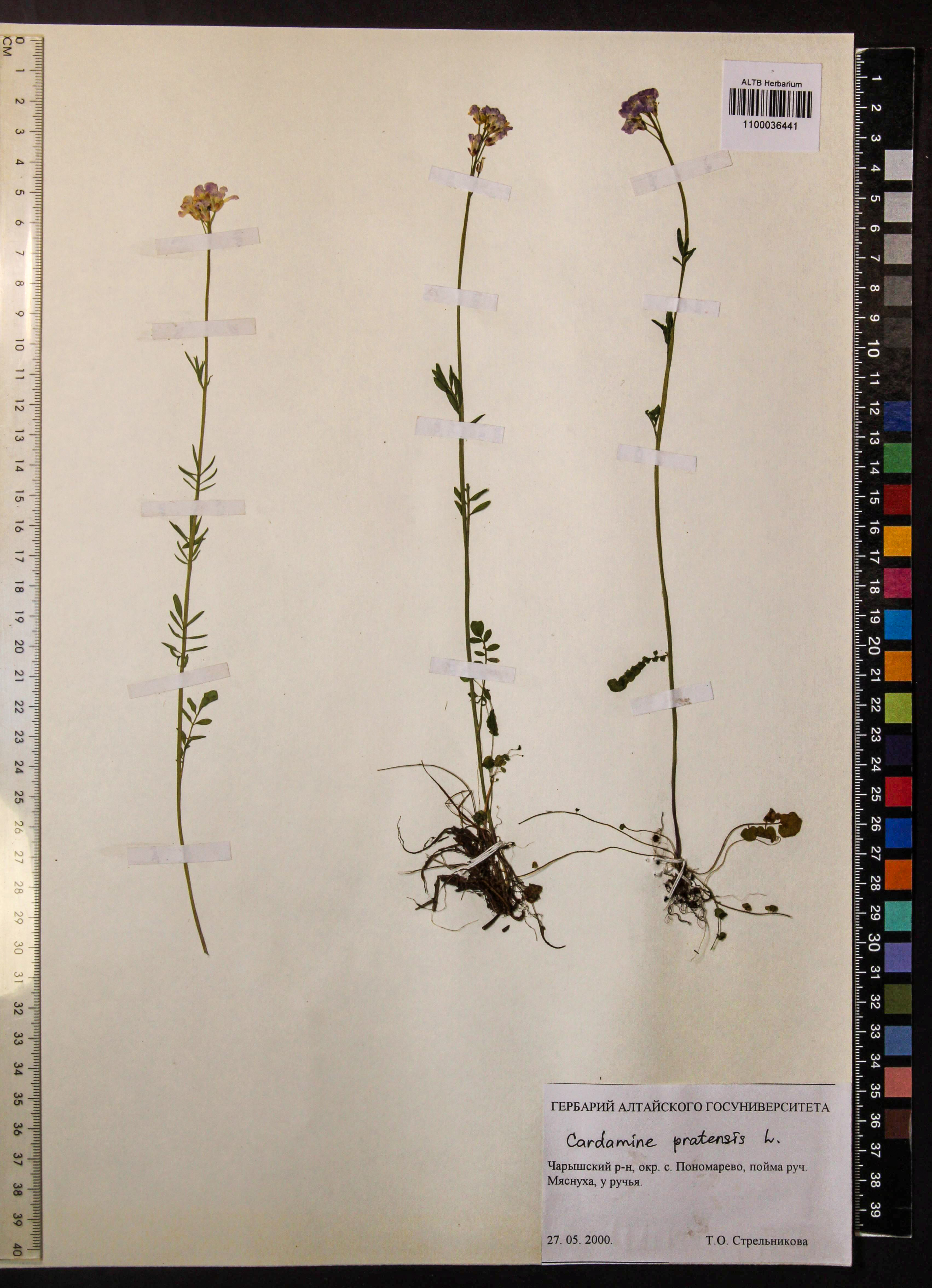 Cardamine pratensis L.