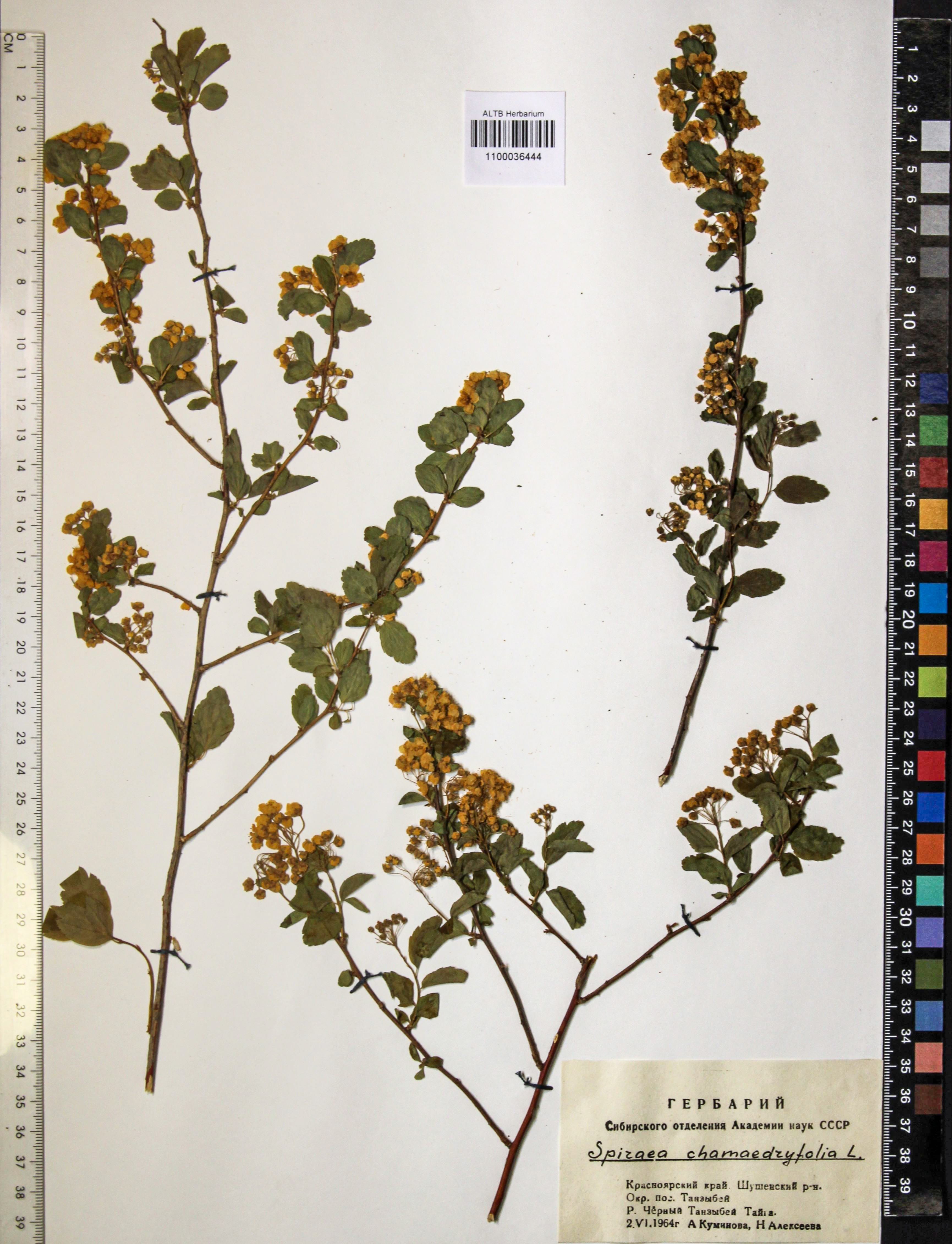 Spiraea chamaedryfolia L.