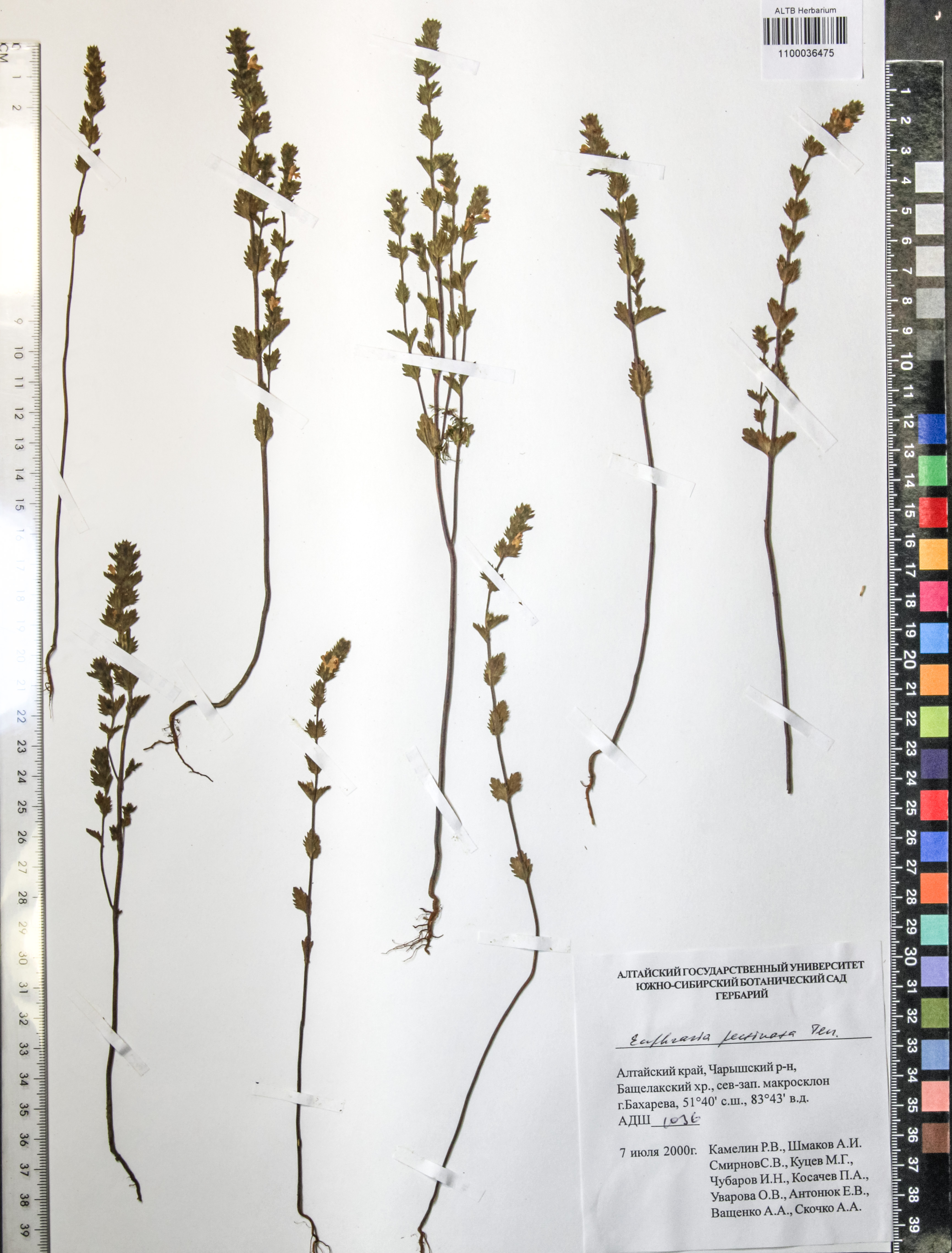 Euphrasia pectinata Ten.