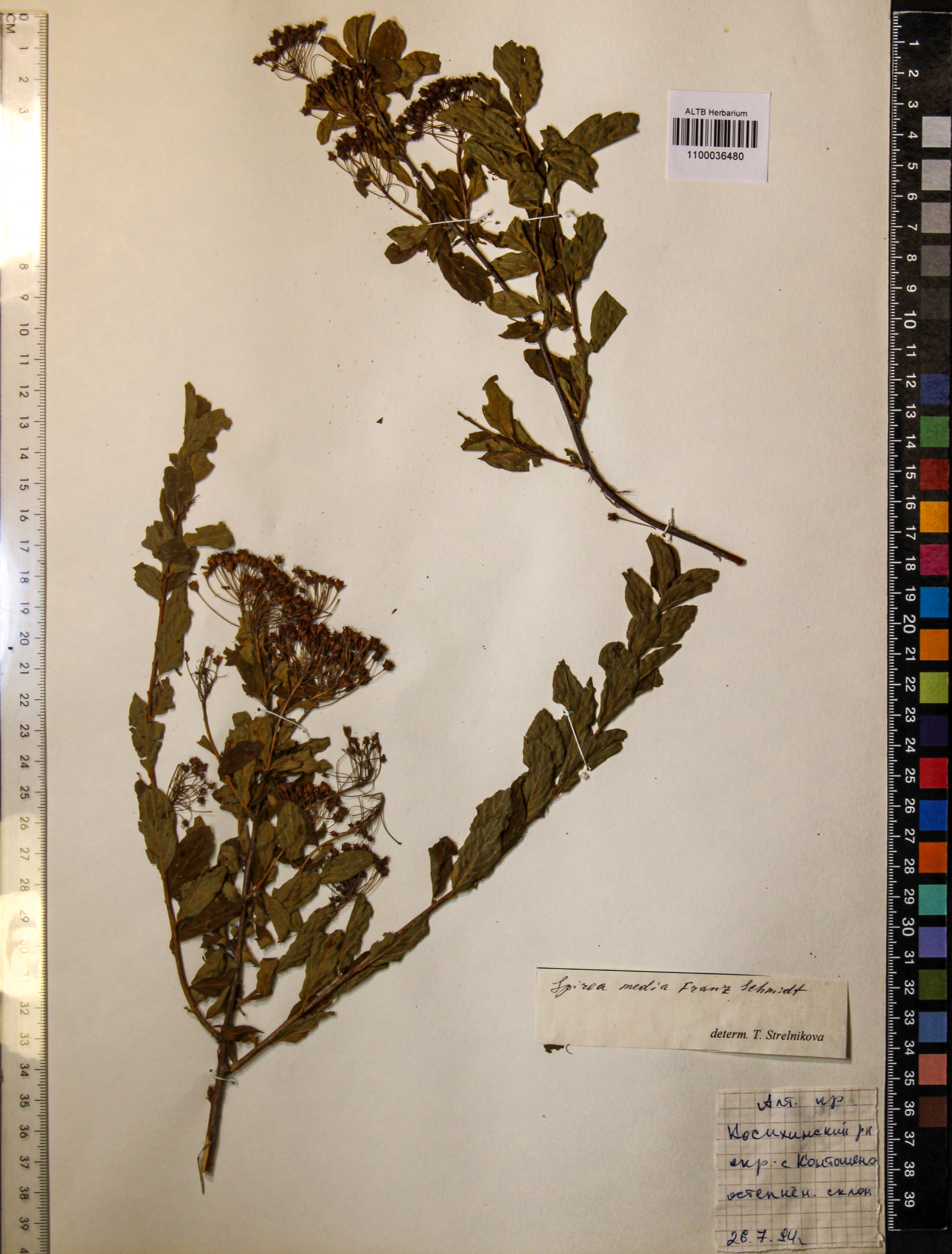 Spiraea media Schmidt