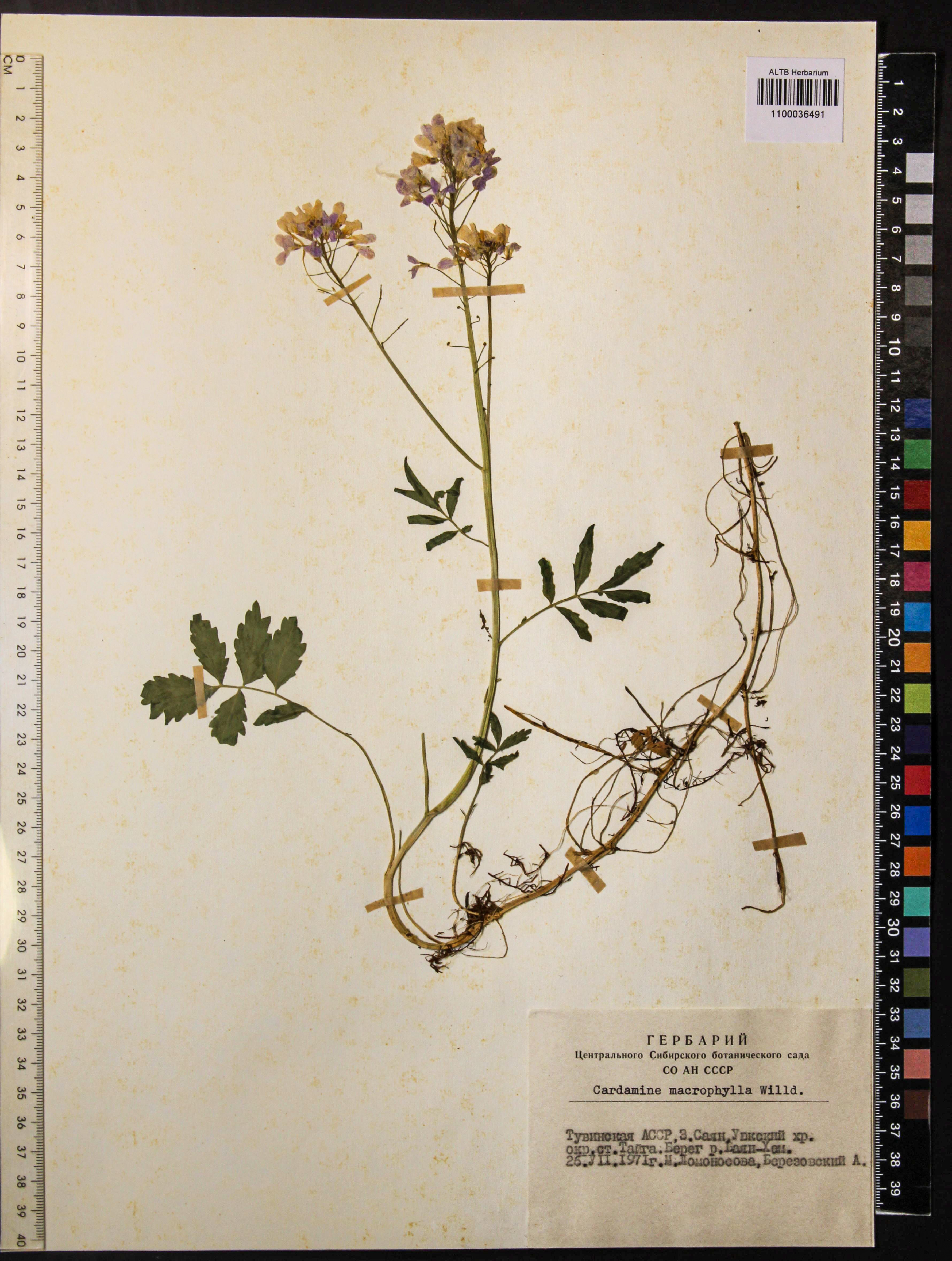 Cardamine macrophylla Willd.
