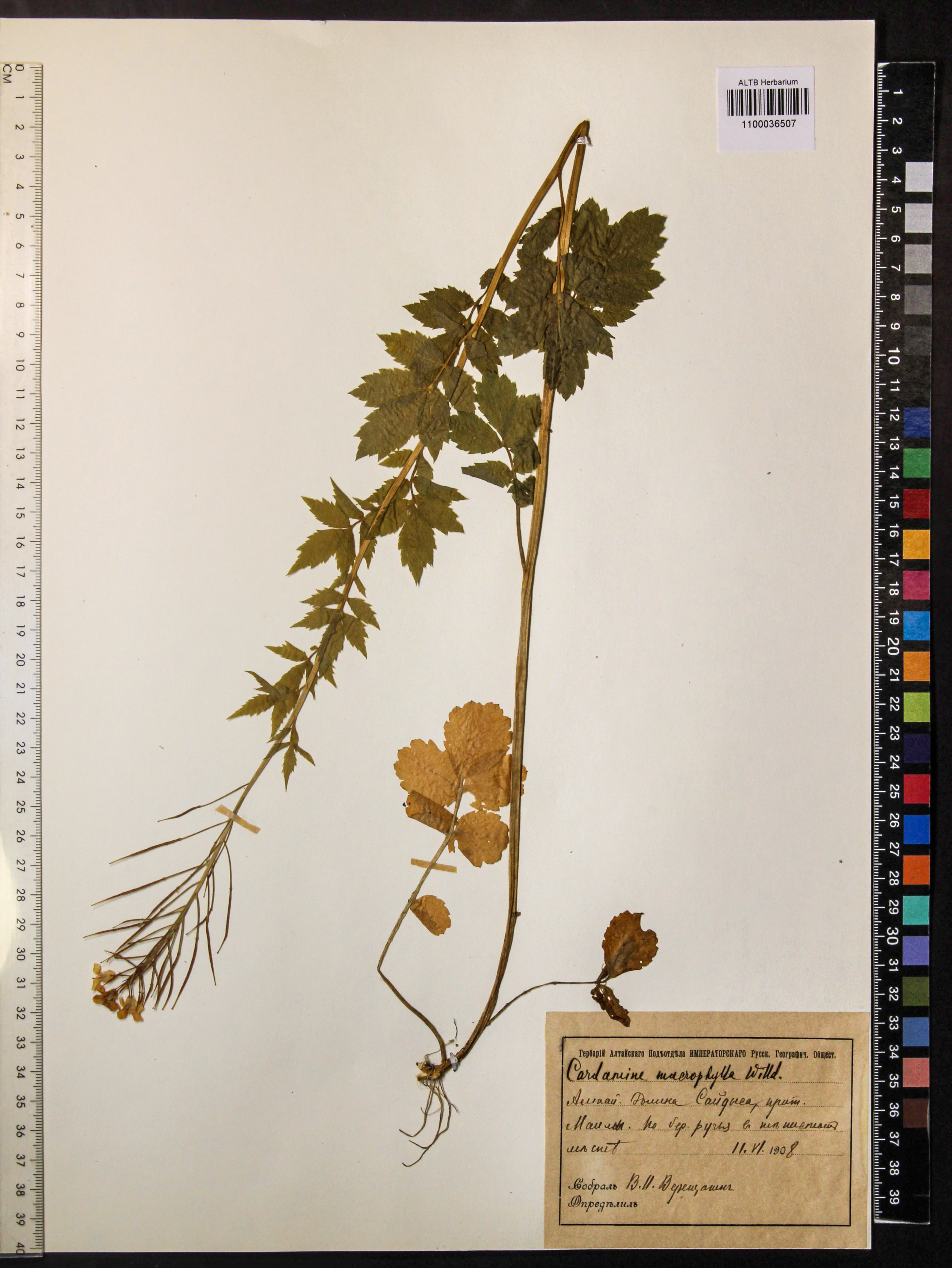 Cardamine macrophylla Willd.