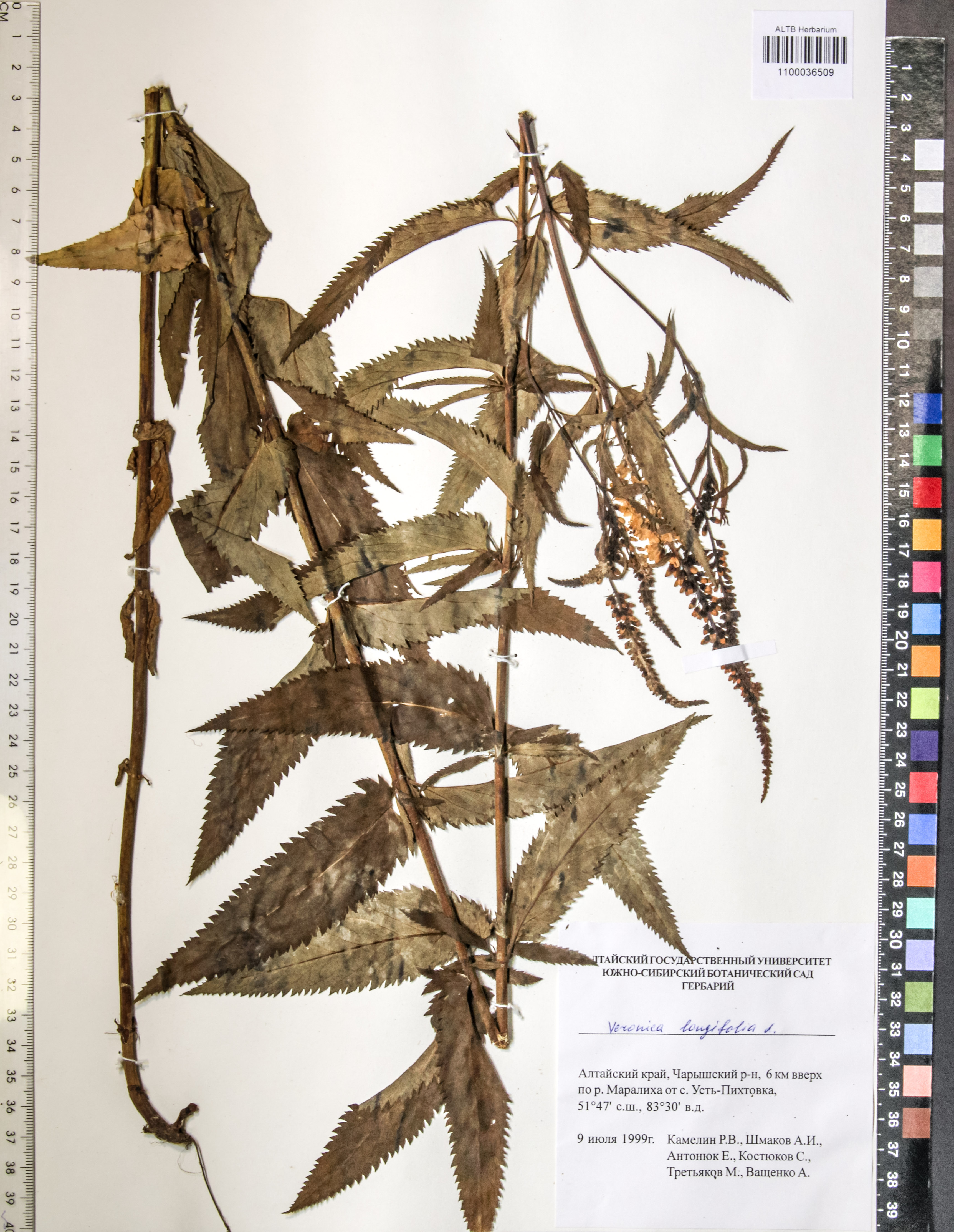 Veronica longifolia L.