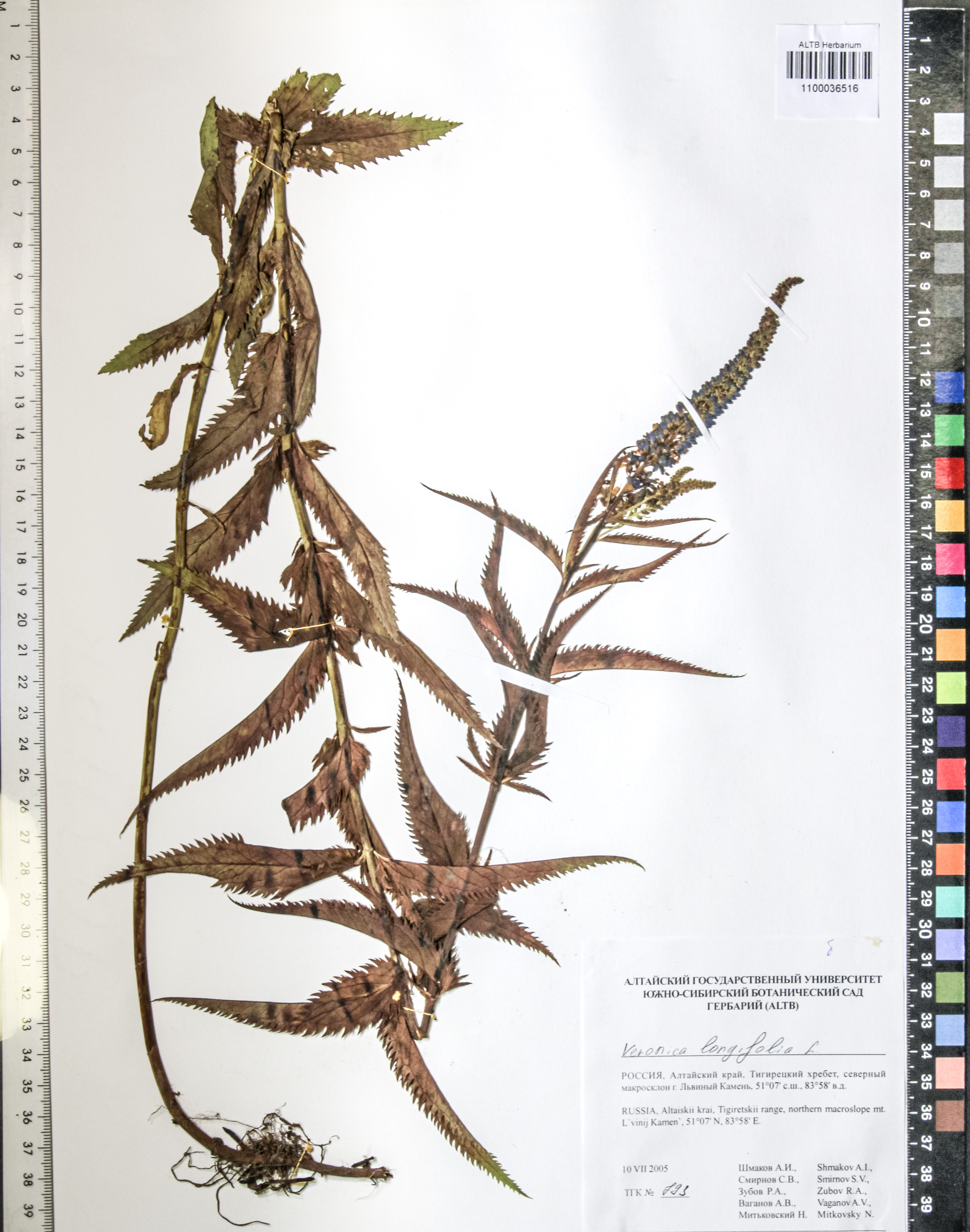 Veronica longifolia L.