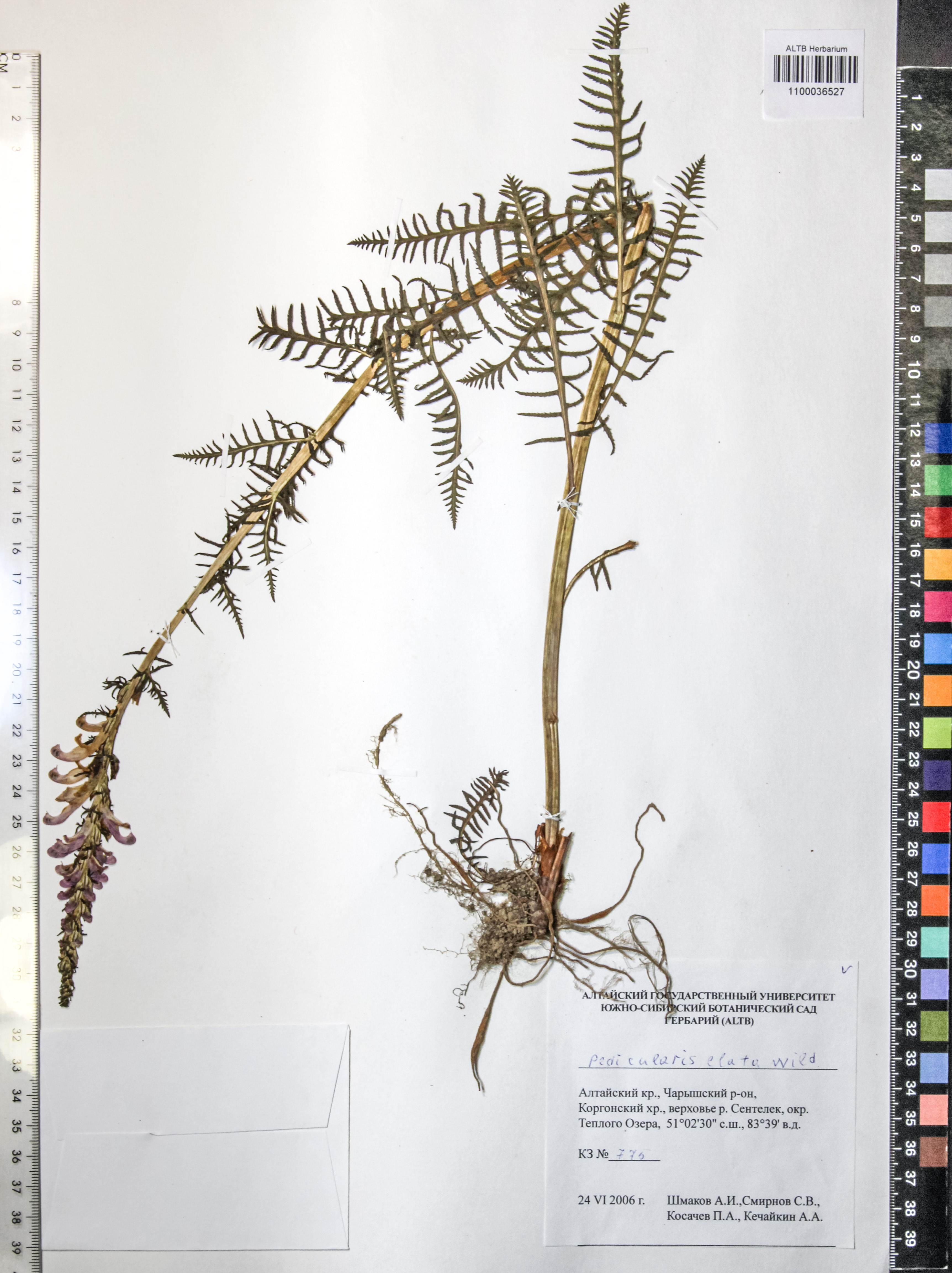 Pedicularis elata Willd