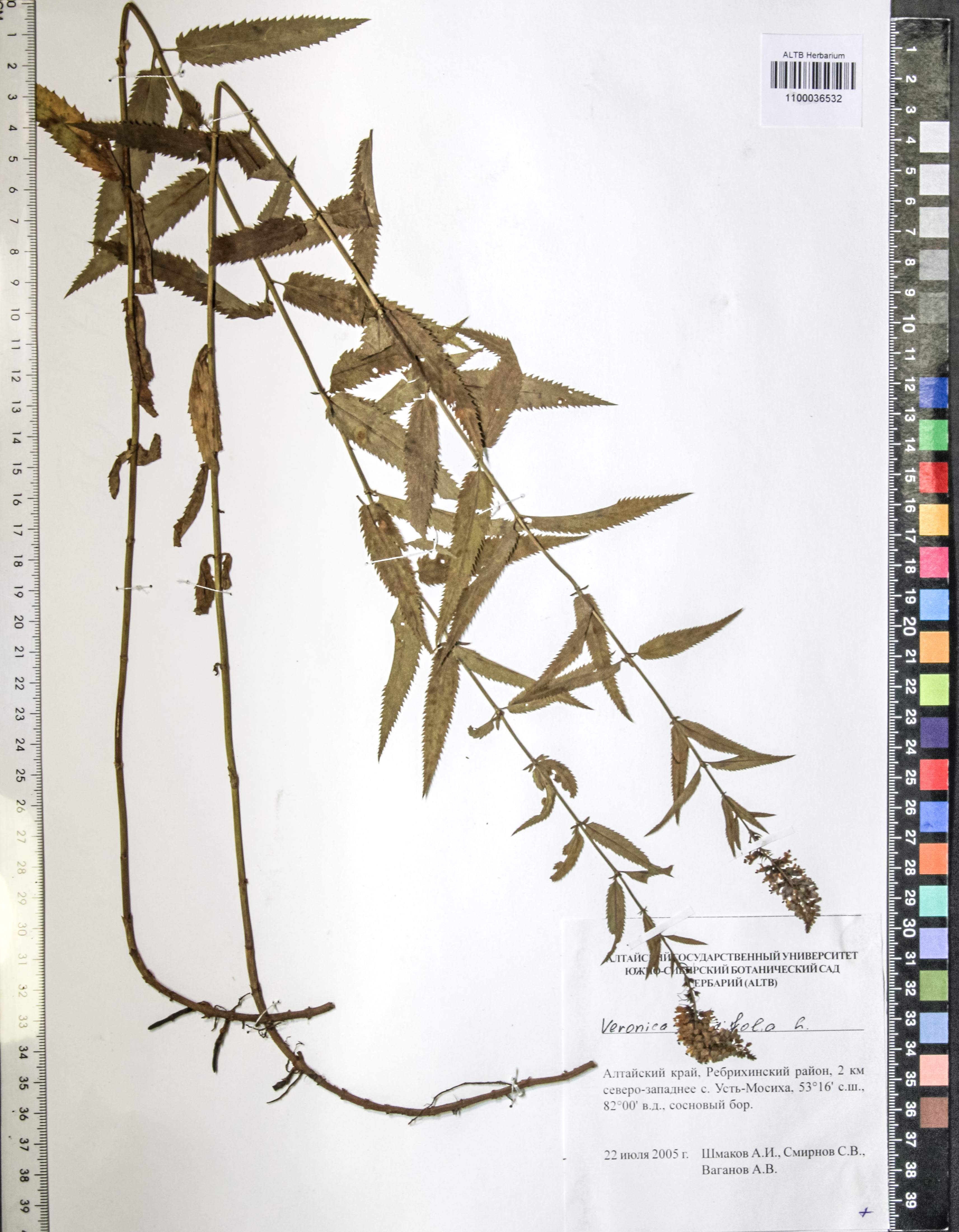Veronica longifolia L.