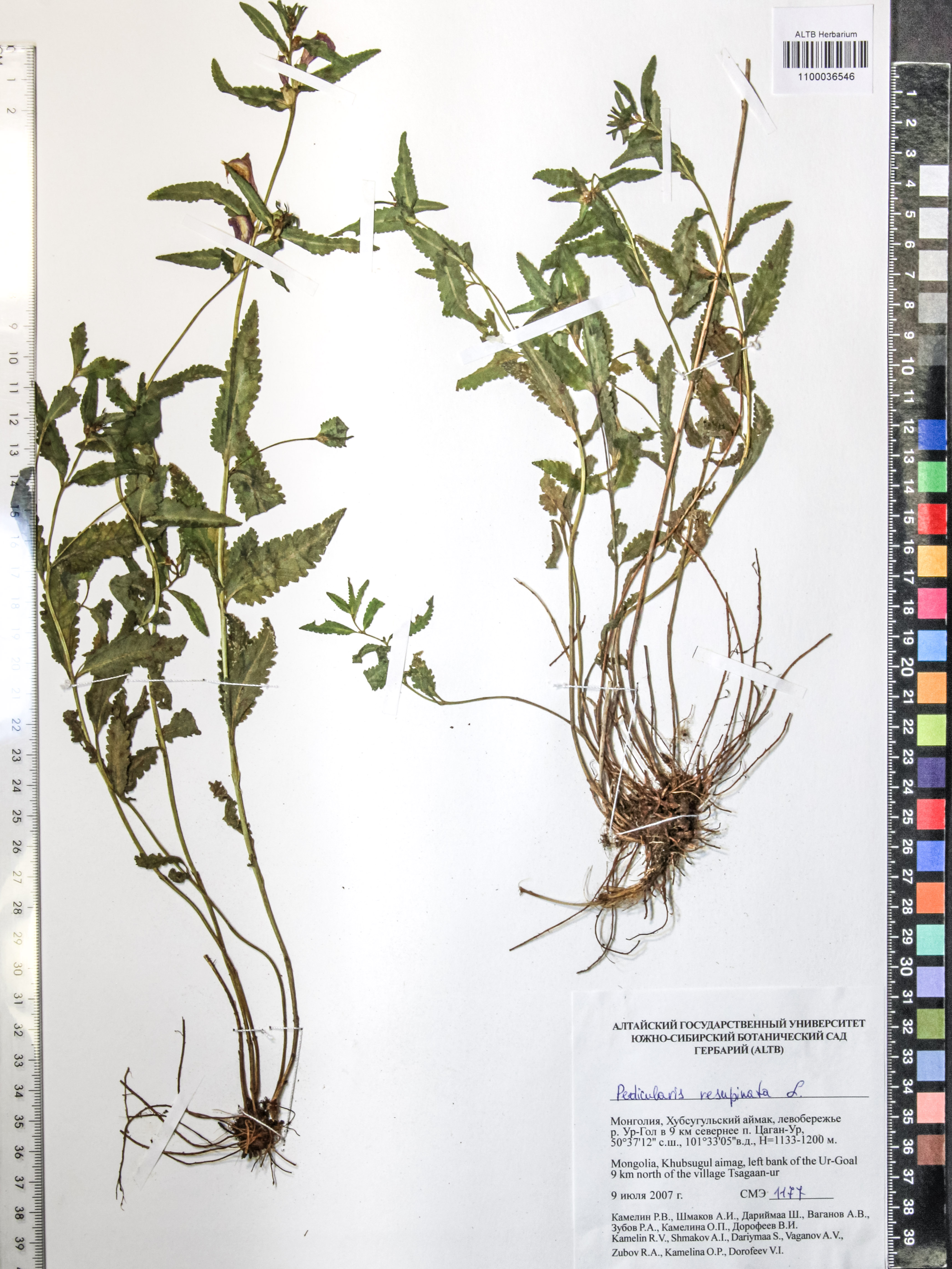Pedicularis resupinata L.