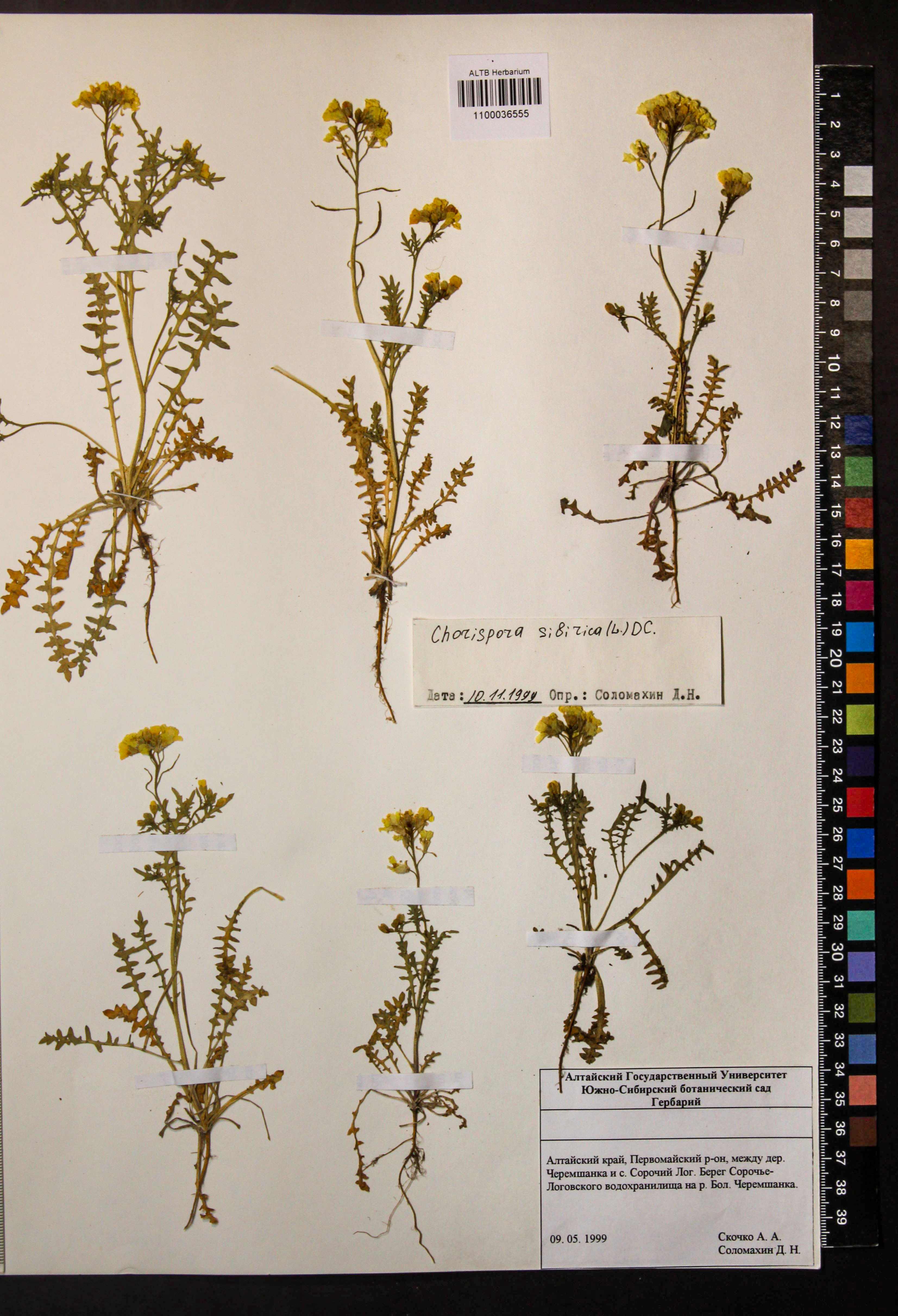 Chorispora sibirica (L.) DC.