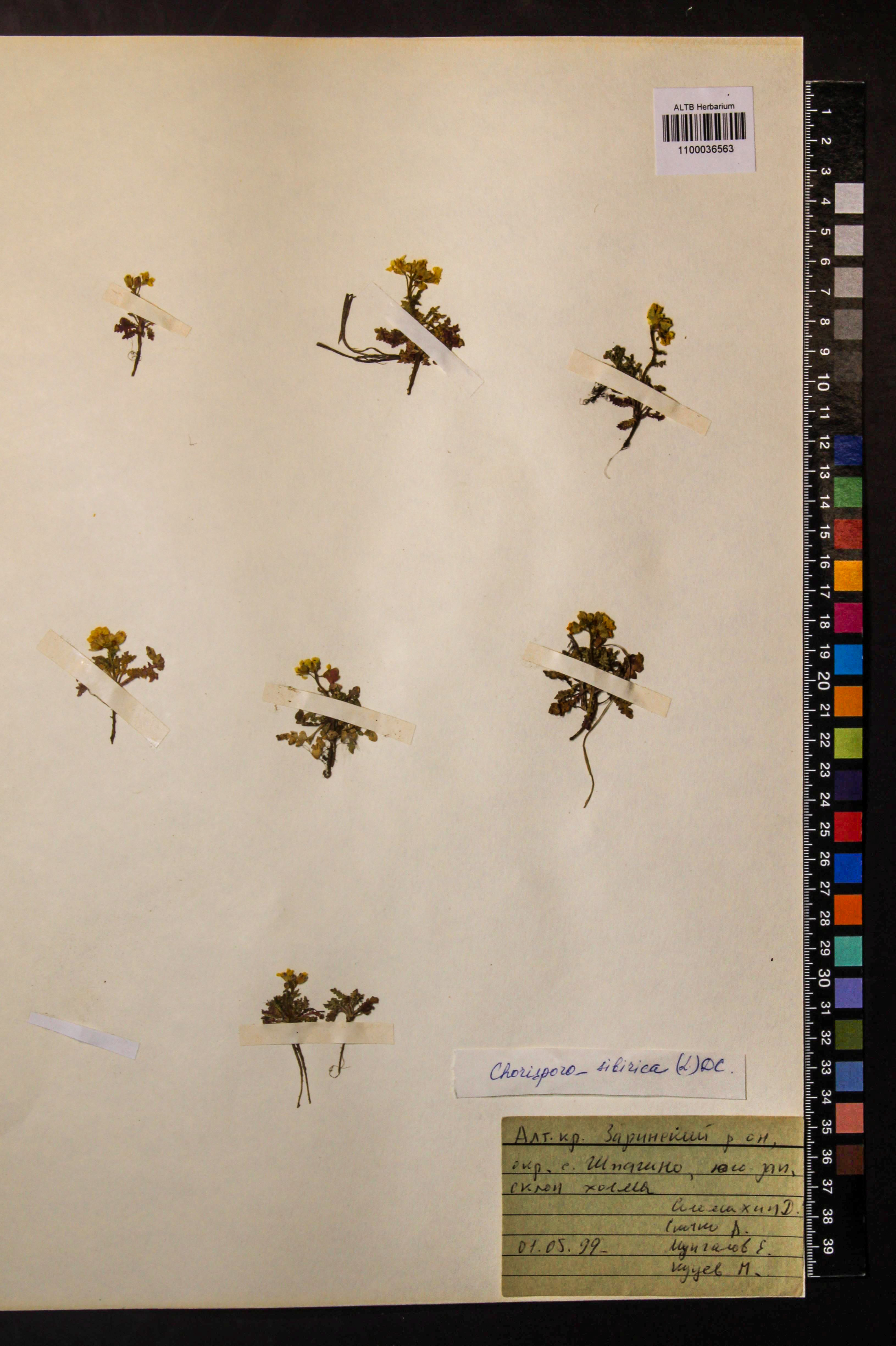 Chorispora sibirica (L.) DC.