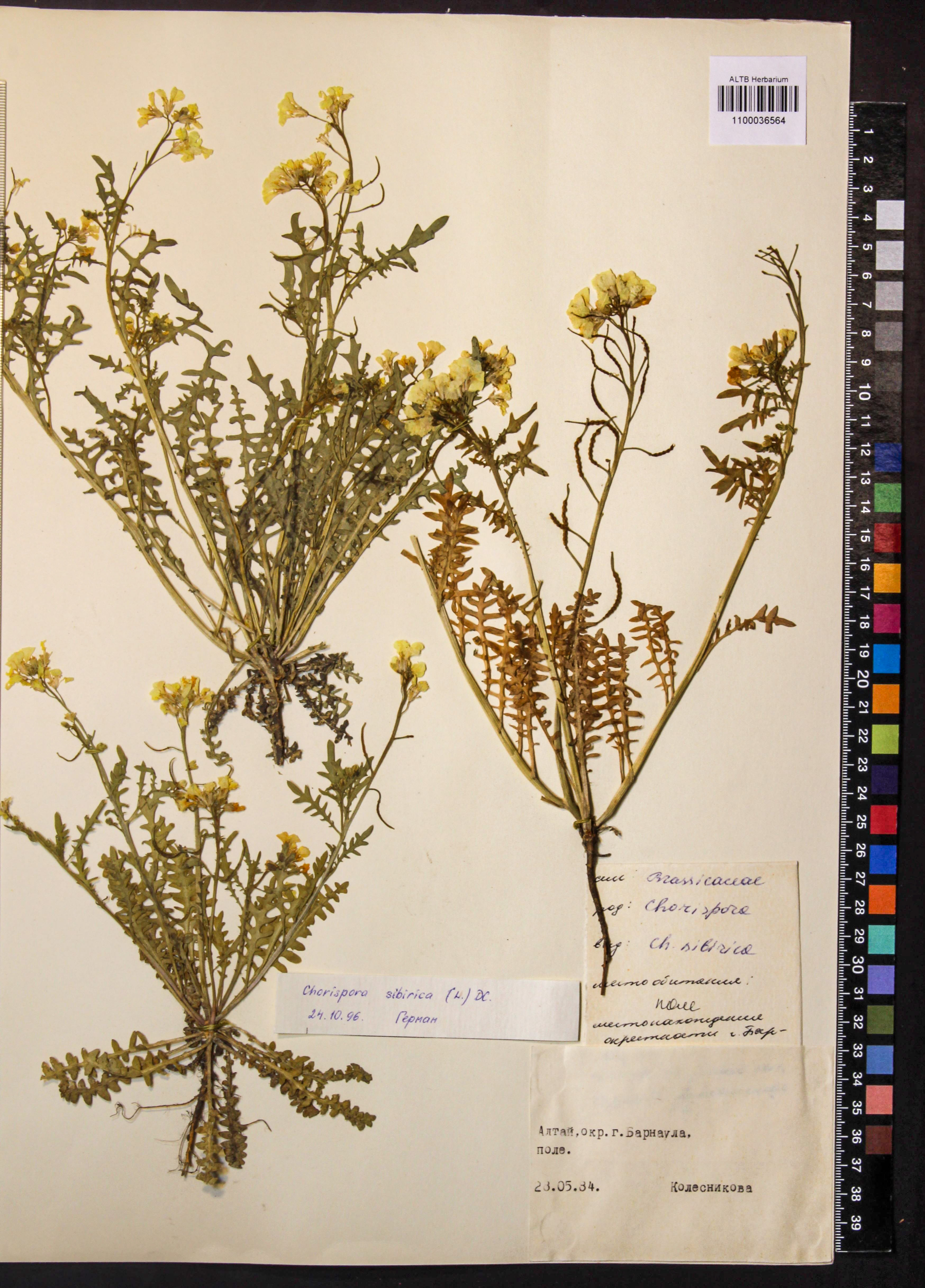 Chorispora sibirica (L.) DC.