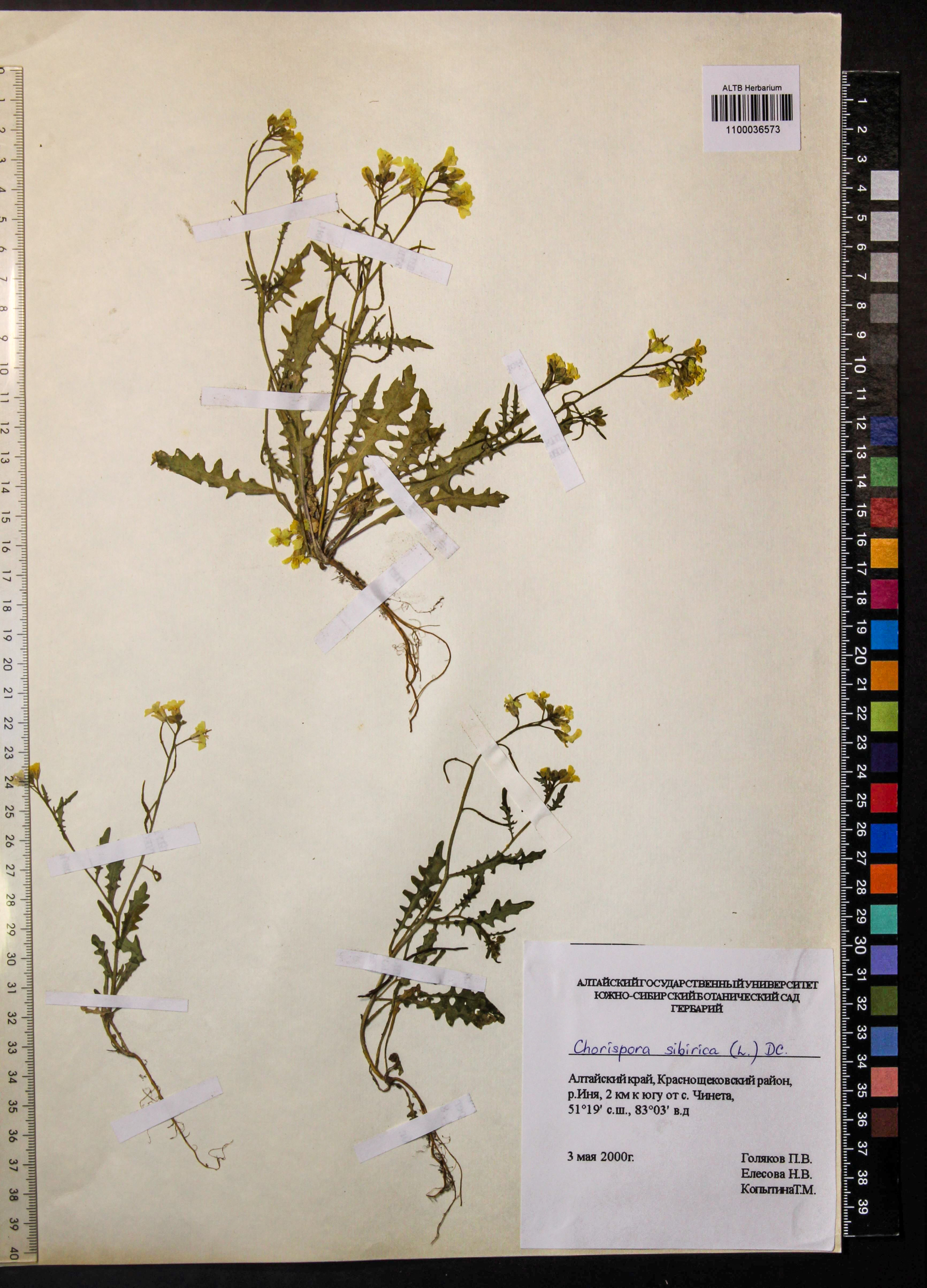 Chorispora sibirica (L.) DC.