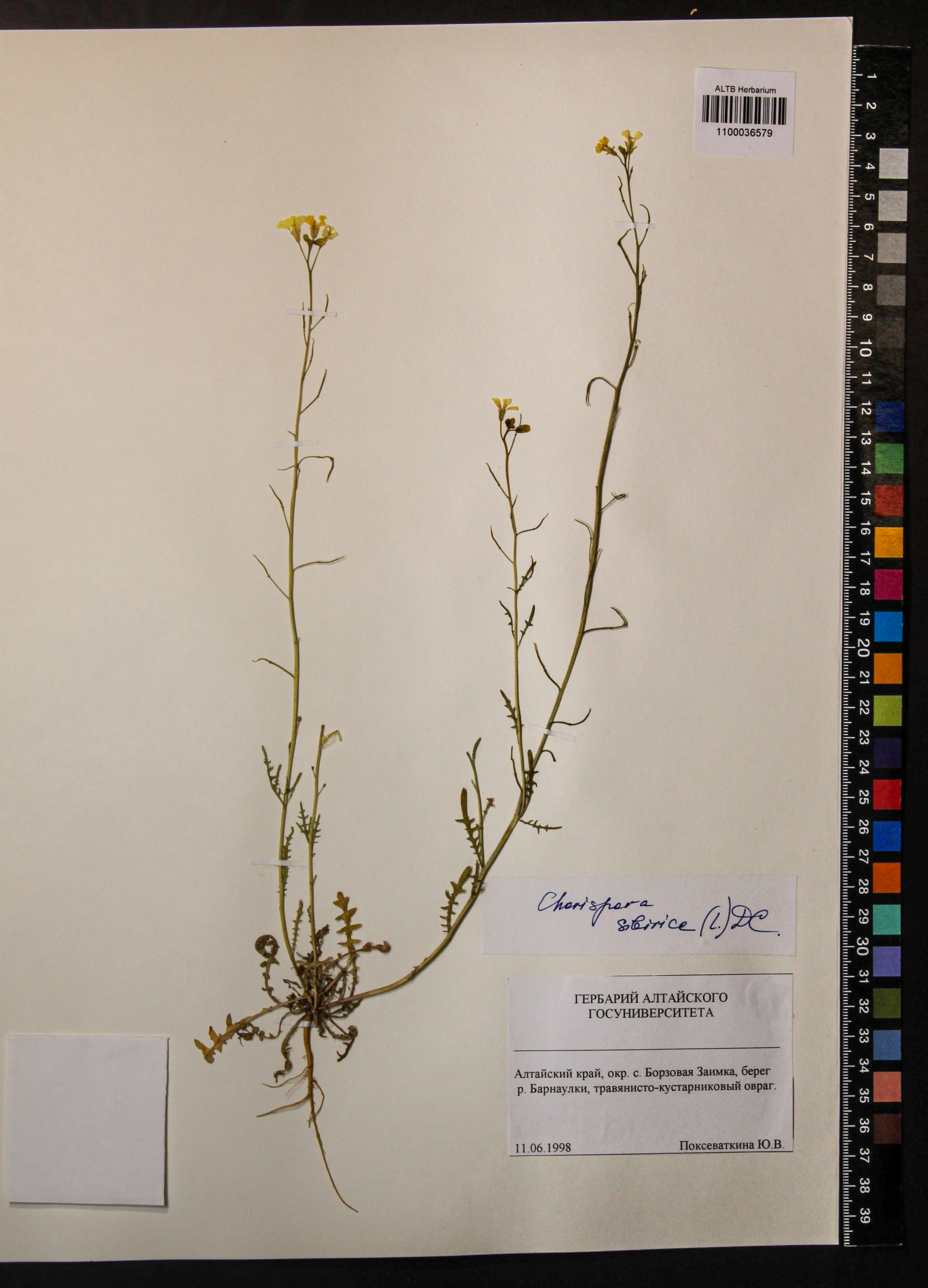 Chorispora sibirica (L.) DC.