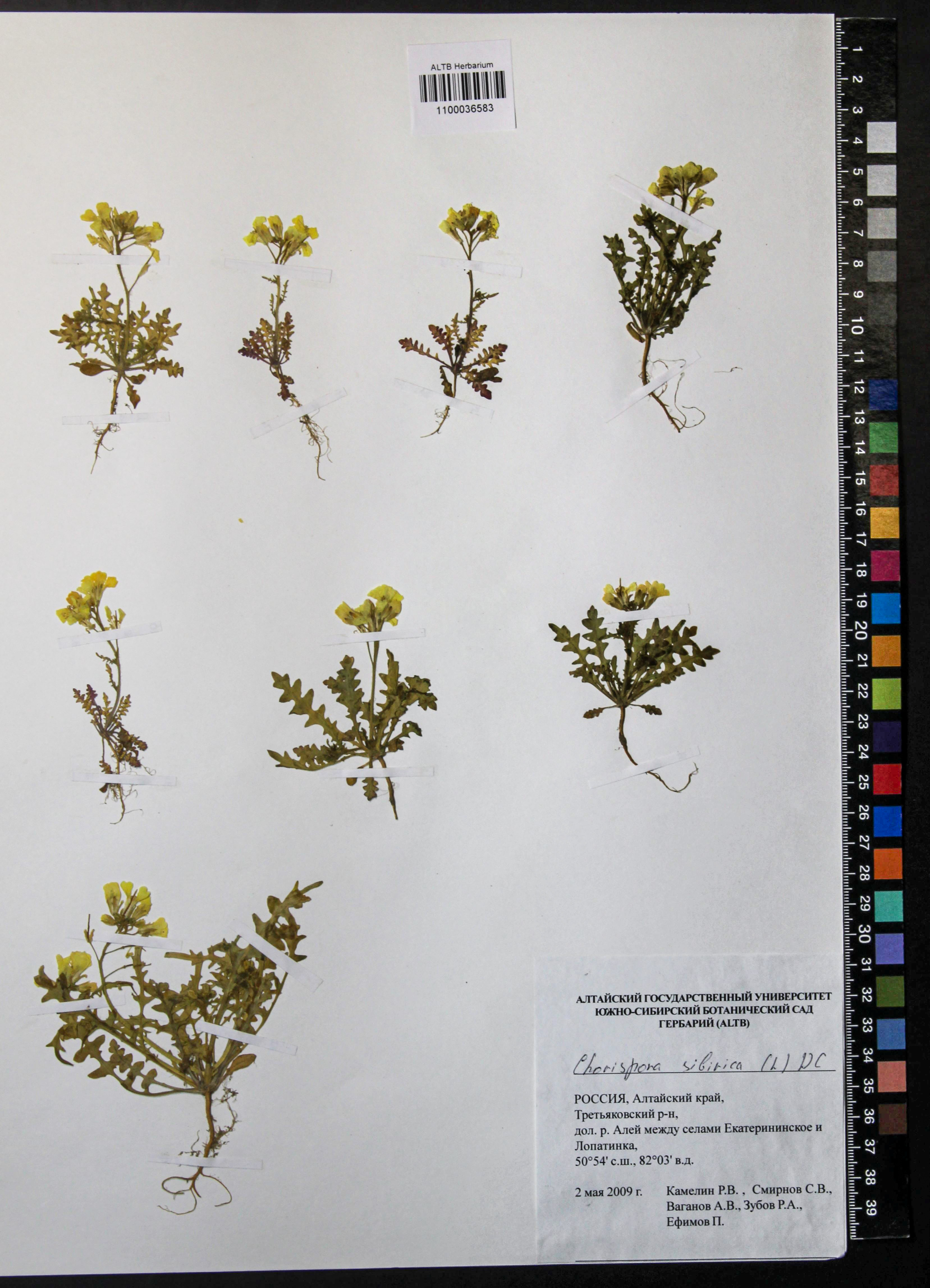 Chorispora sibirica (L.) DC.