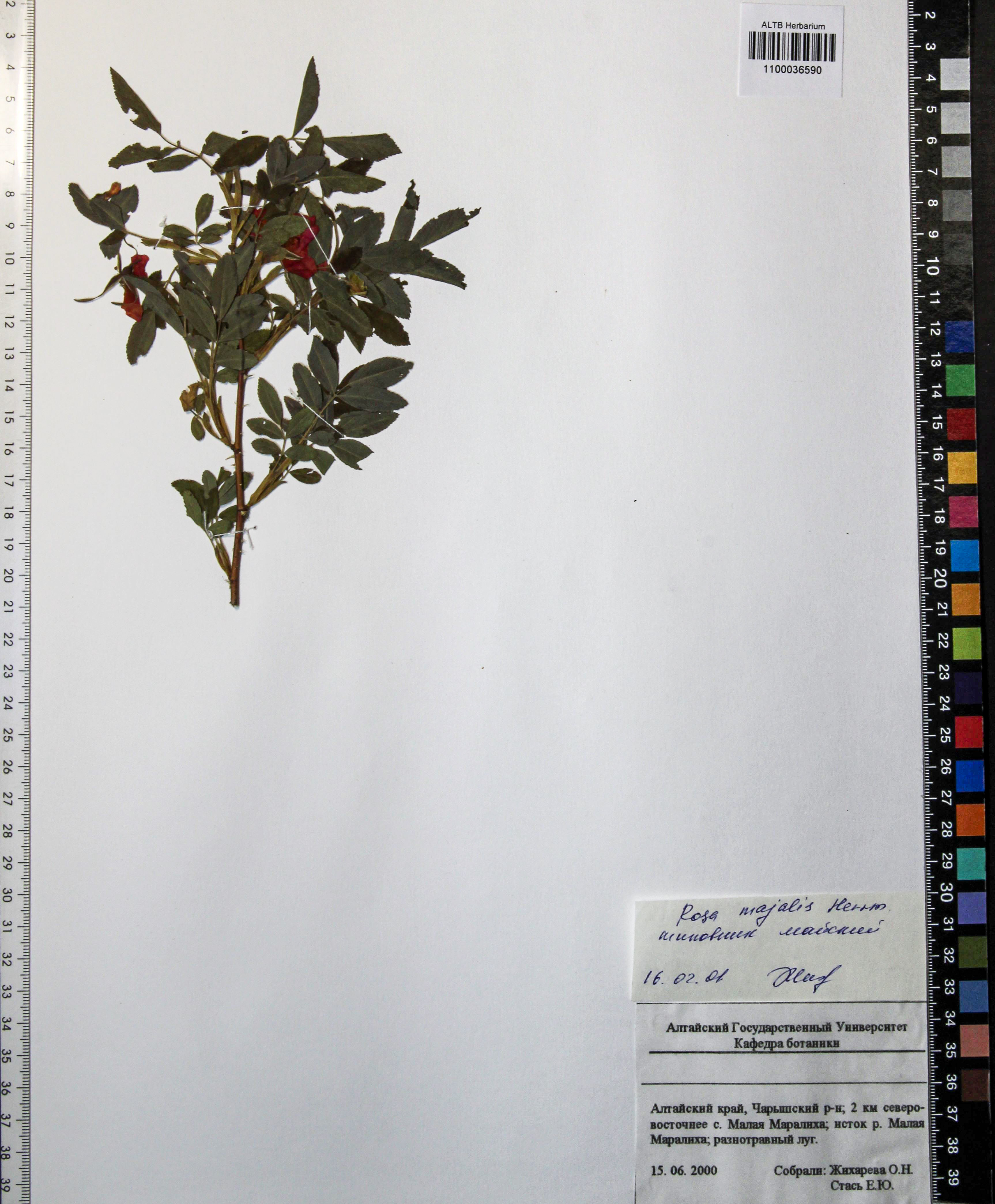 Rosa majalis Herrm.