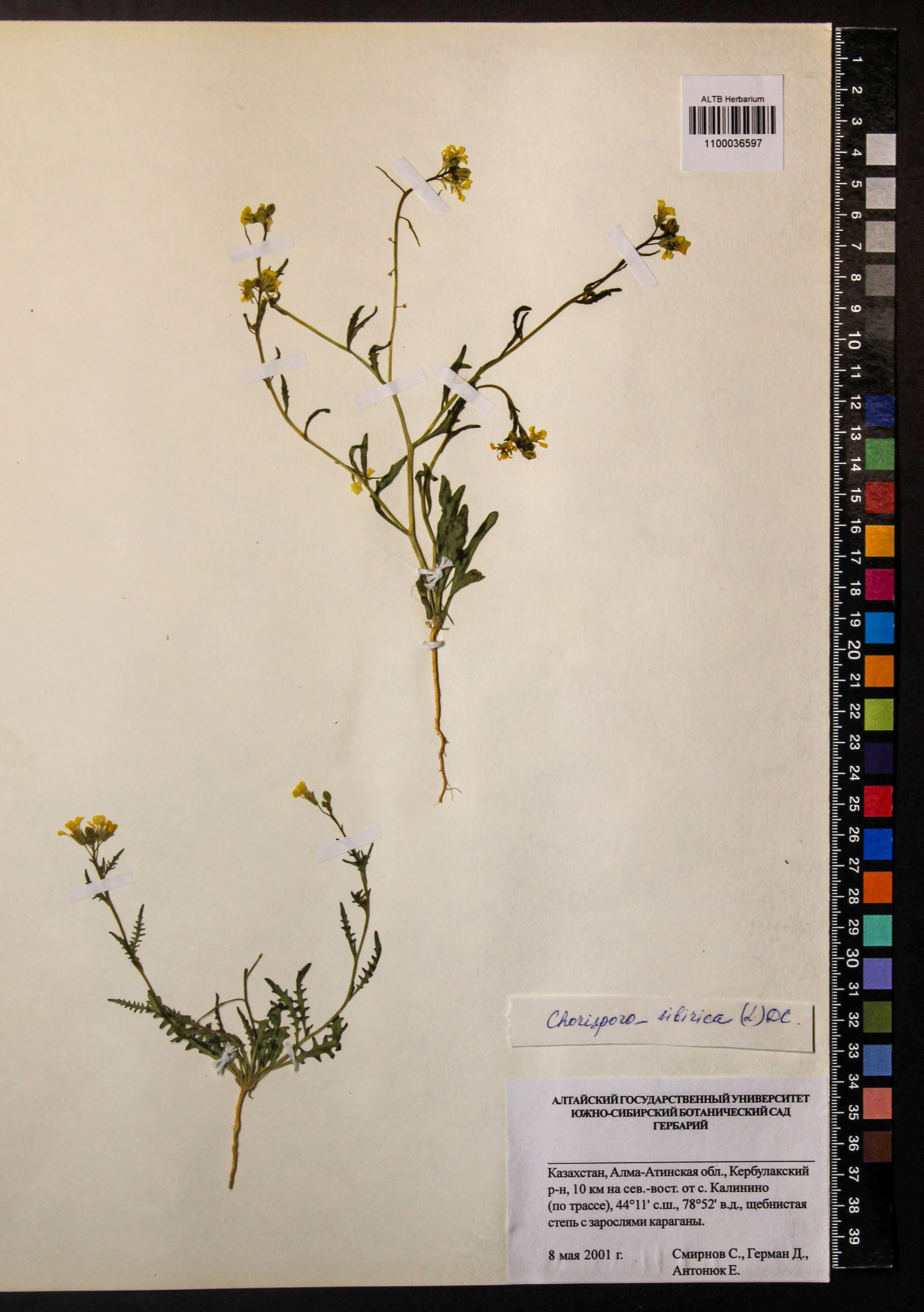 Chorispora sibirica (L.) DC.