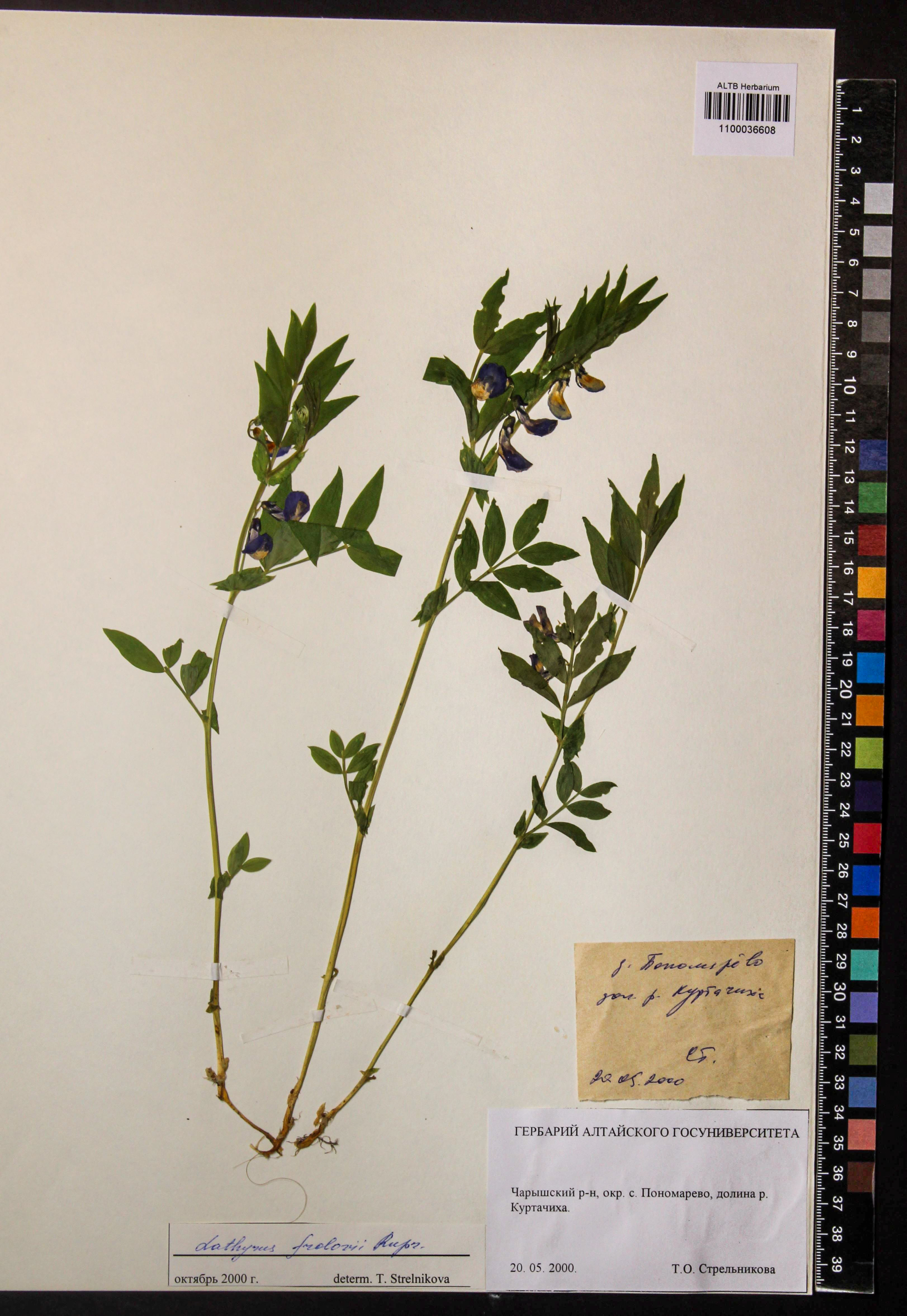 Lathyrus frolovii var. parviflora Revuschkin