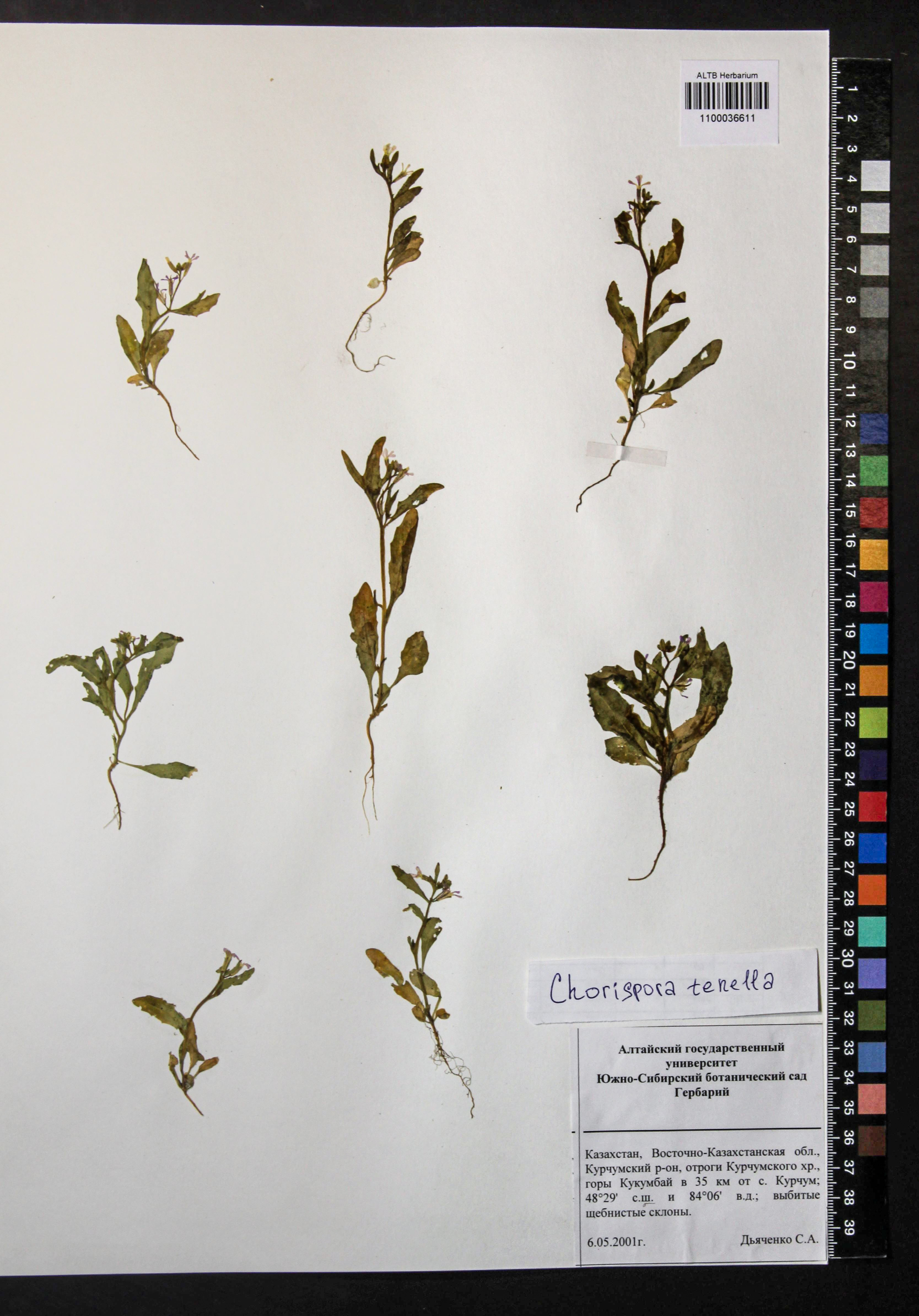 Chorispora tenella (Pall.) DC.