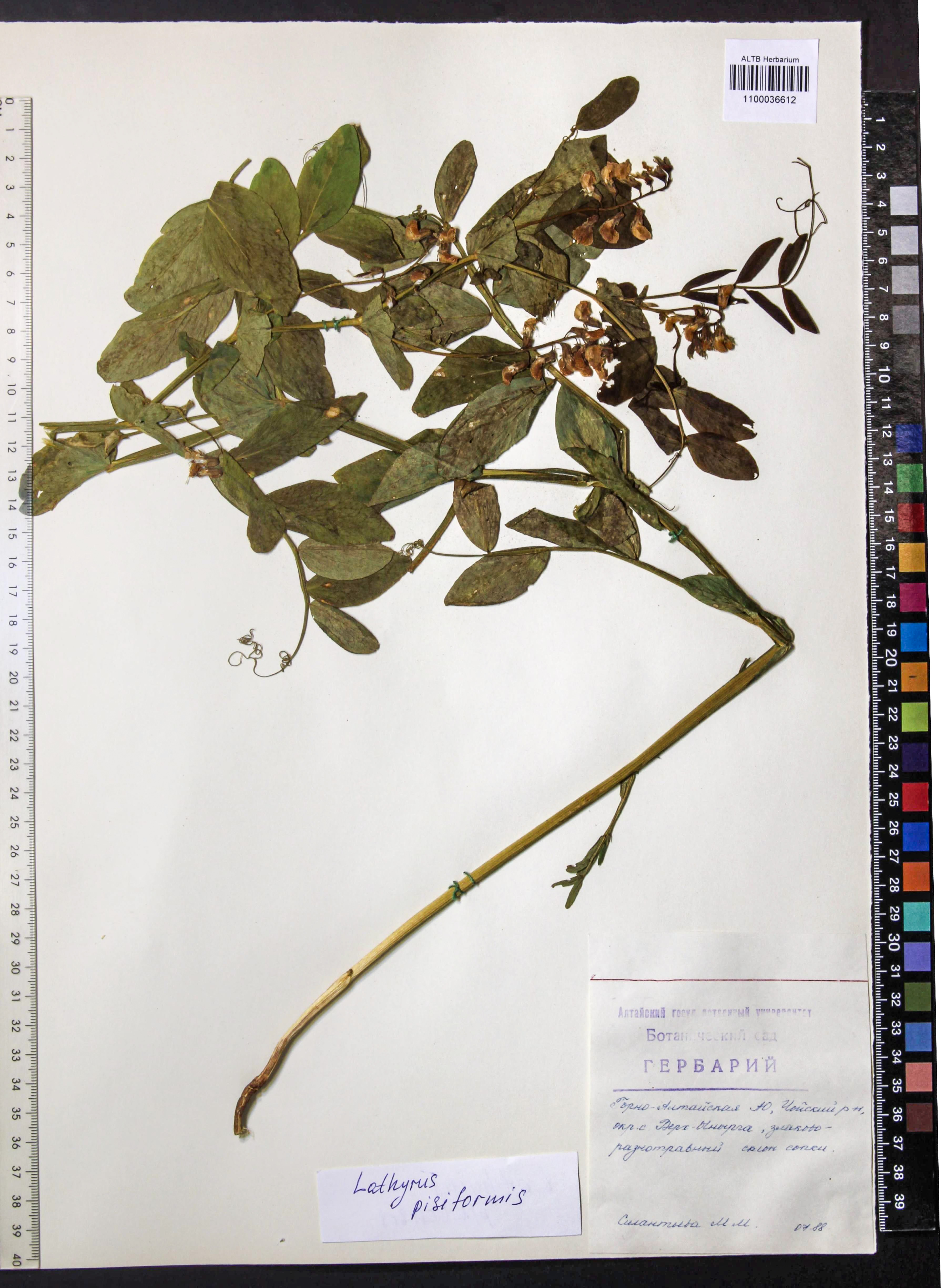 Lathyrus pisiformis L.