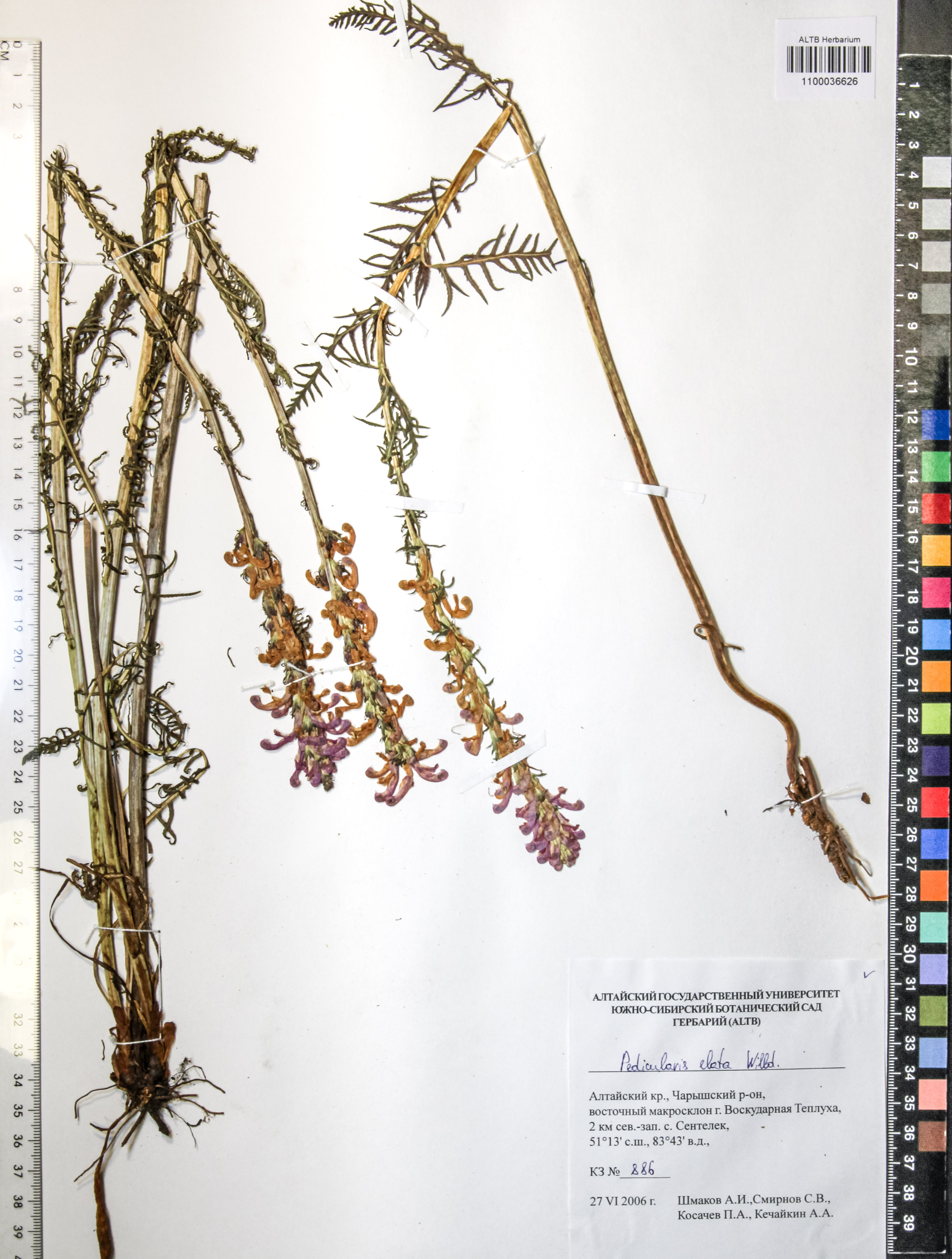 Pedicularis elata Willd