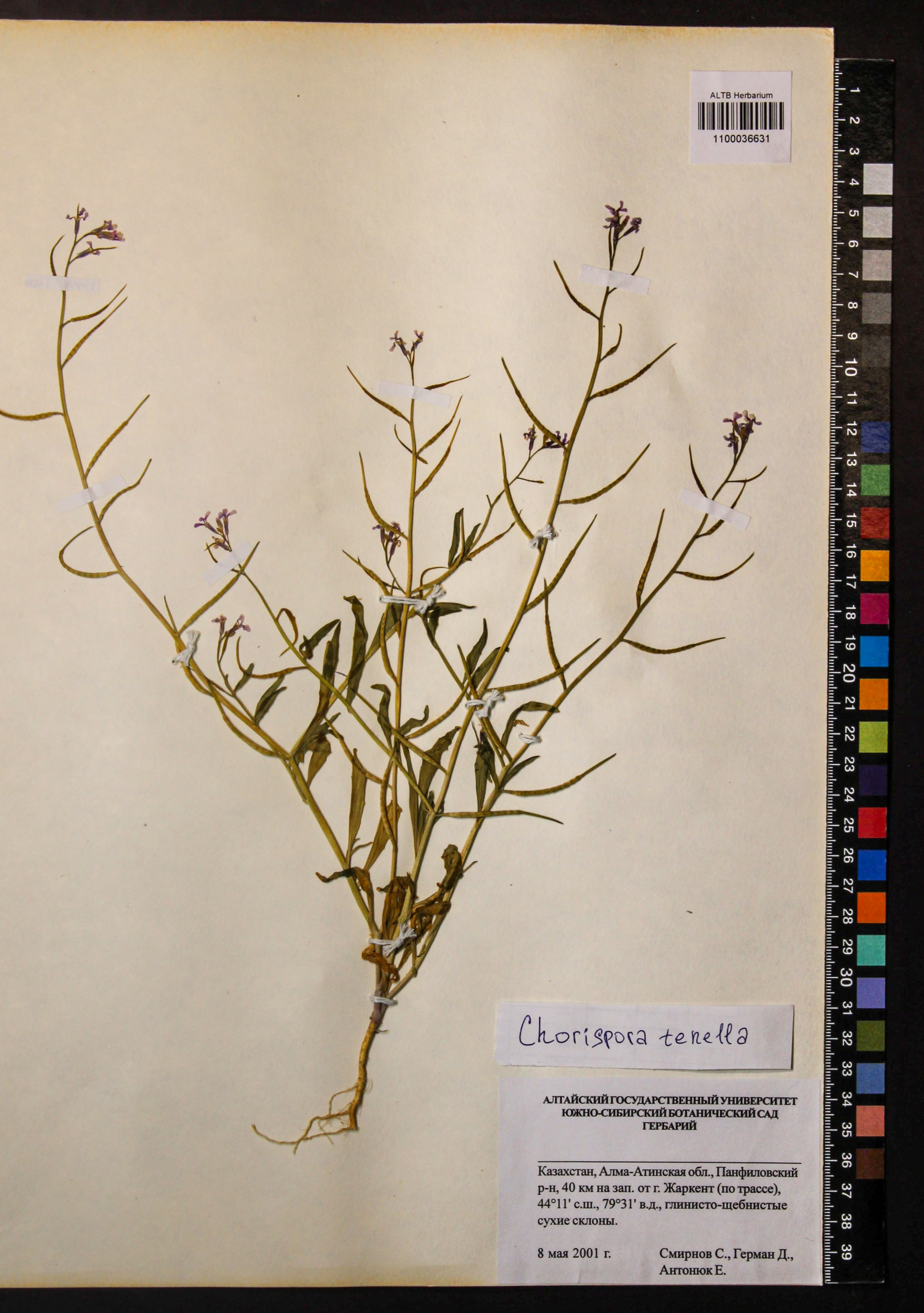 Chorispora tenella (Pall.) DC.