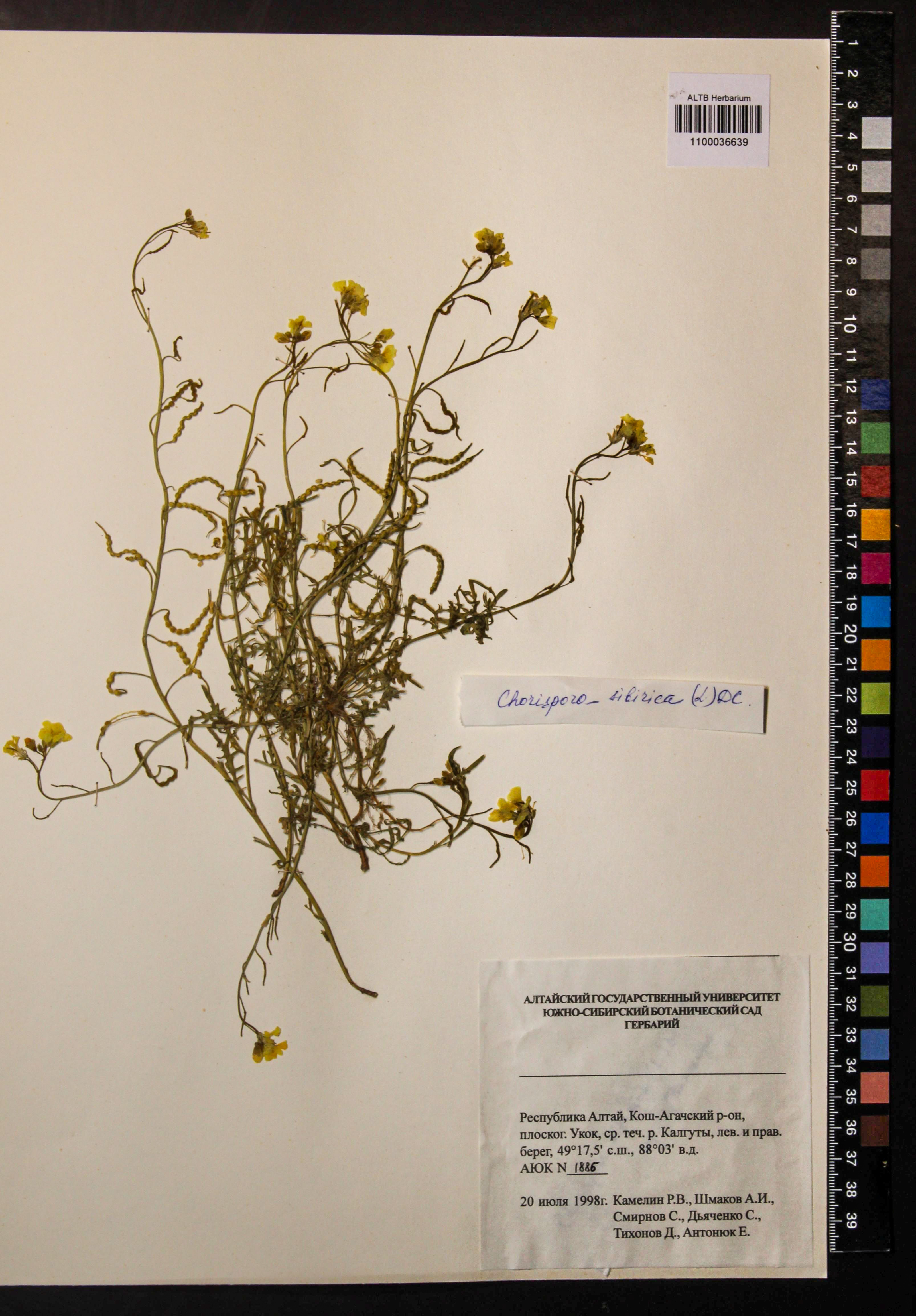 Chorispora sibirica (L.) DC.