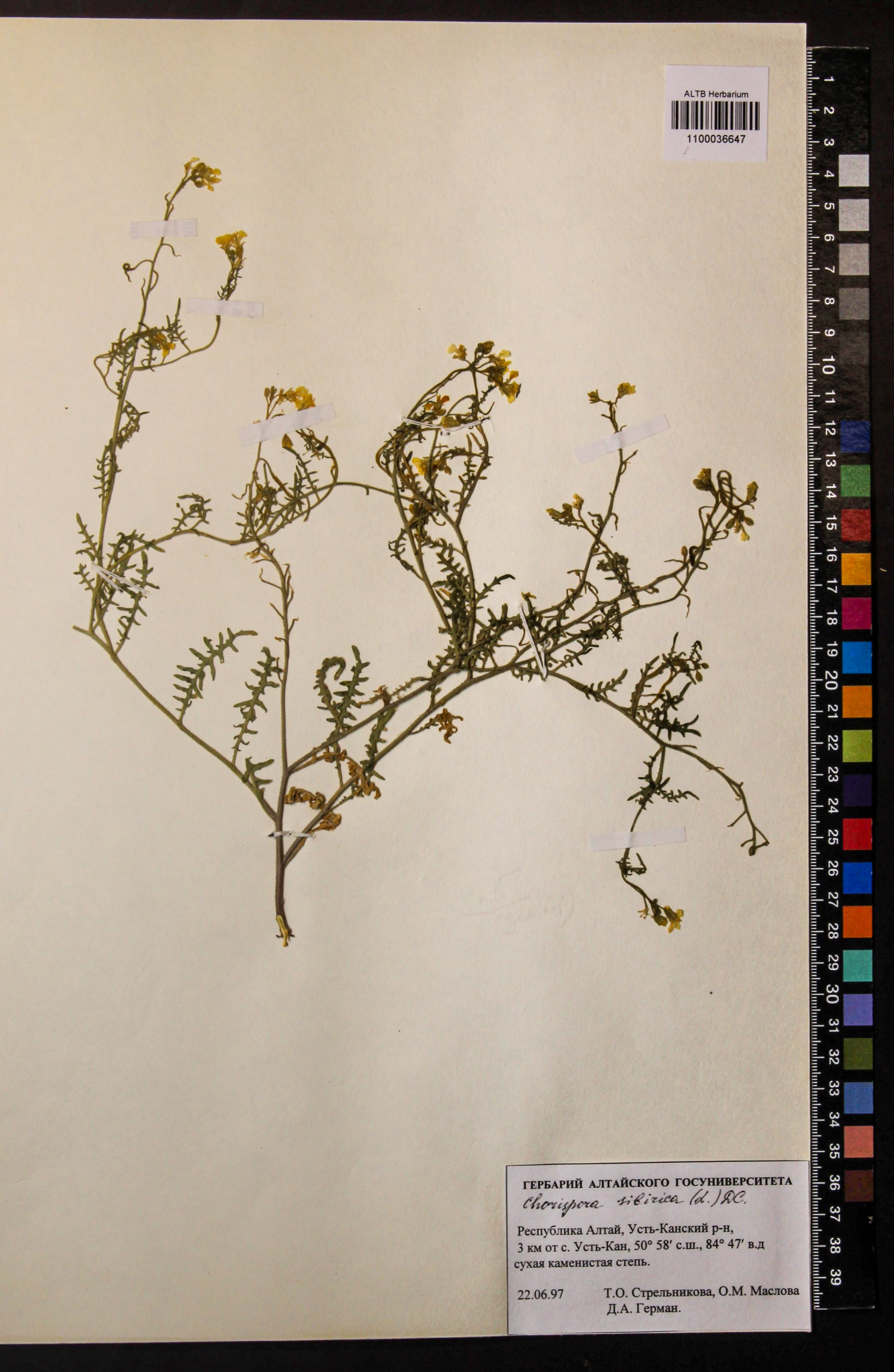 Chorispora sibirica (L.) DC.