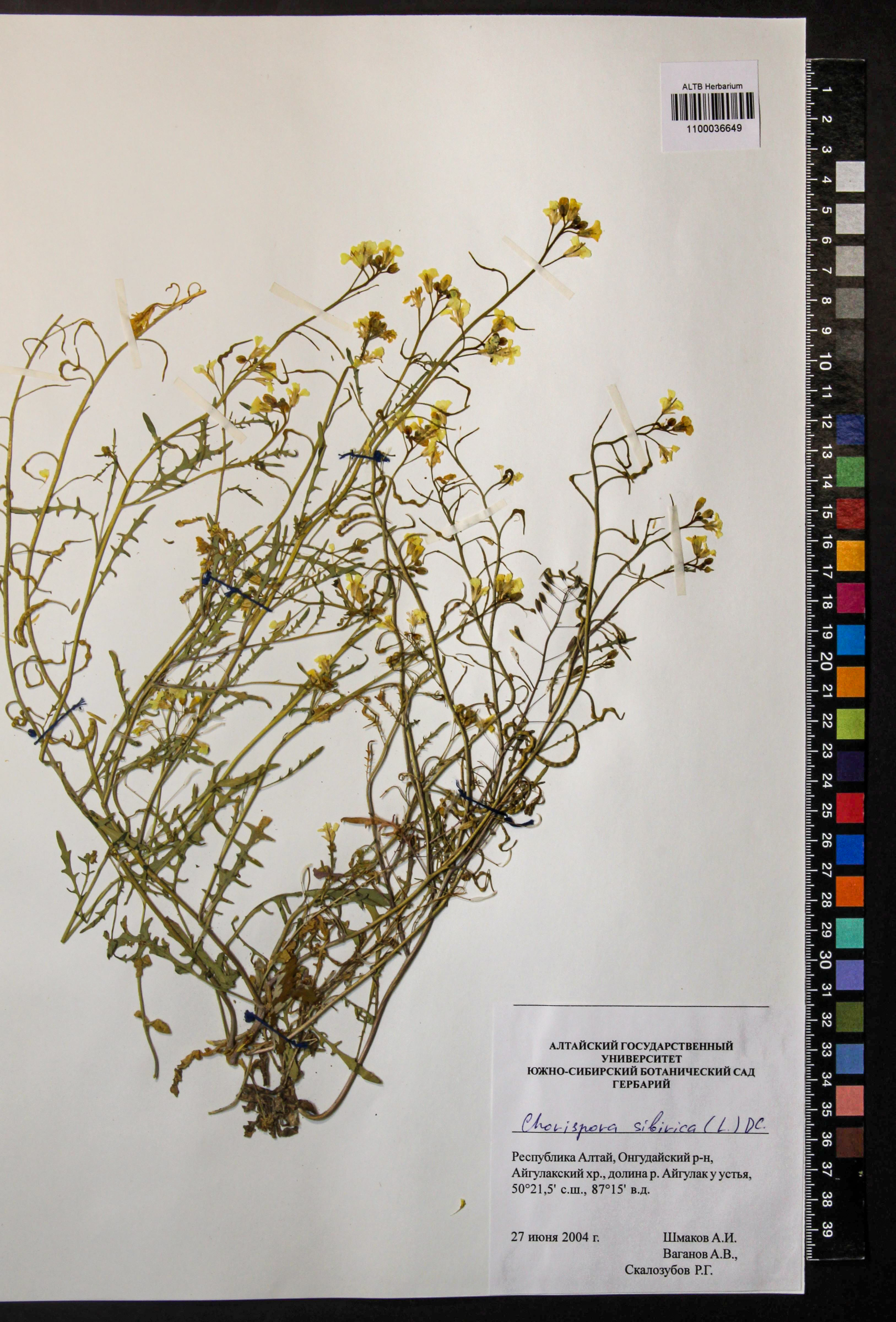 Chorispora sibirica (L.) DC.