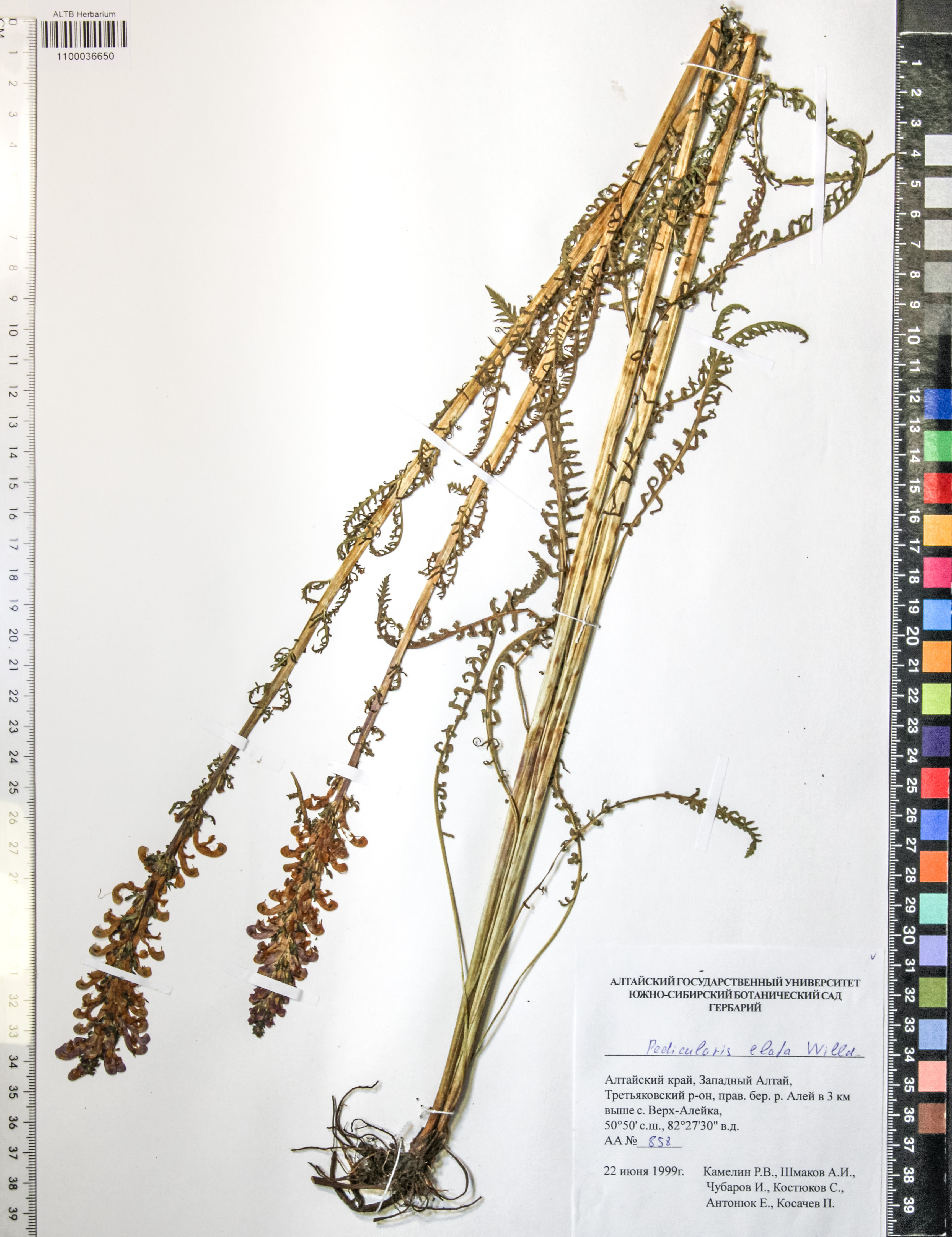 Pedicularis elata Willd