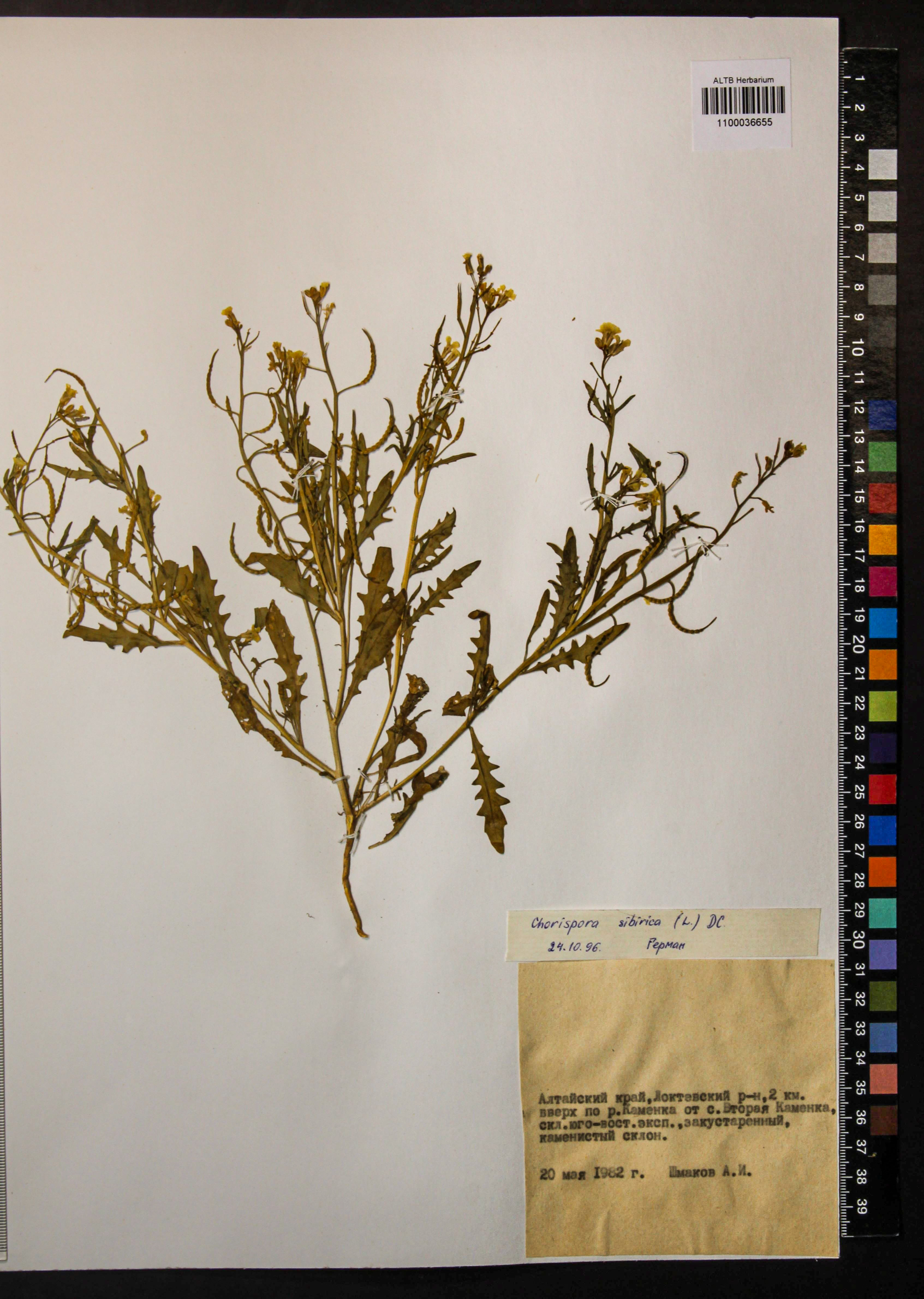 Chorispora sibirica (L.) DC.