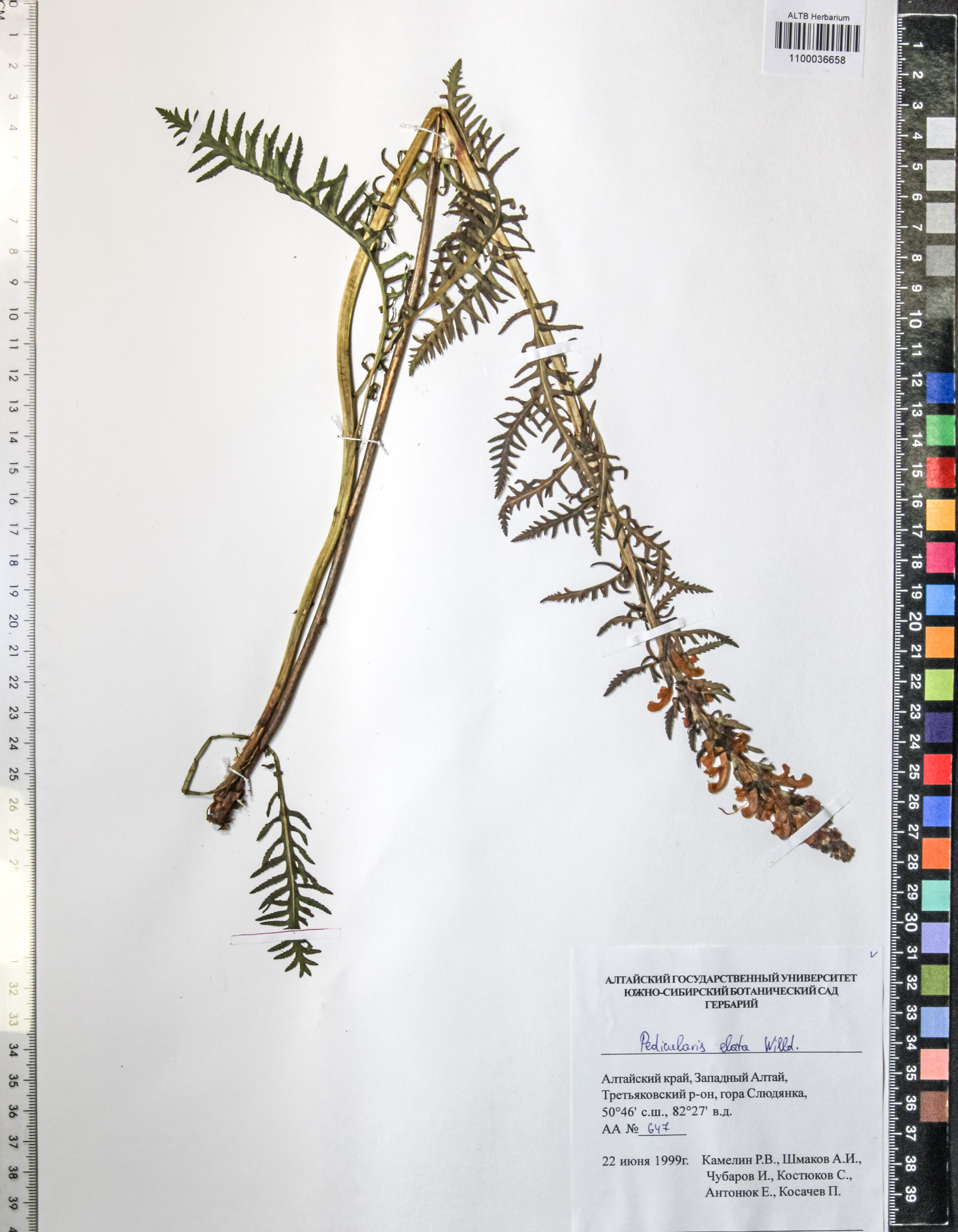 Pedicularis elata Willd