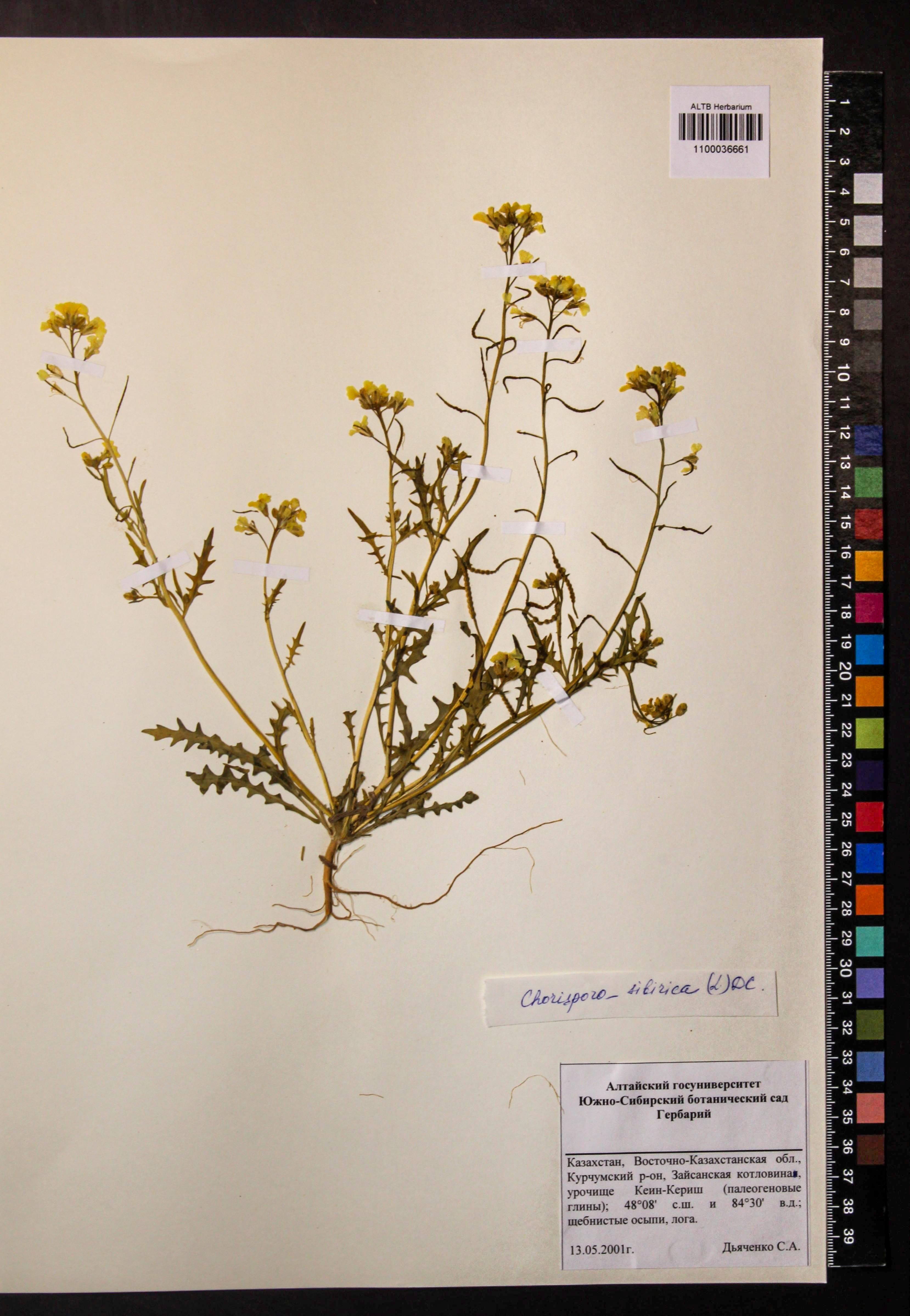 Chorispora sibirica (L.) DC.