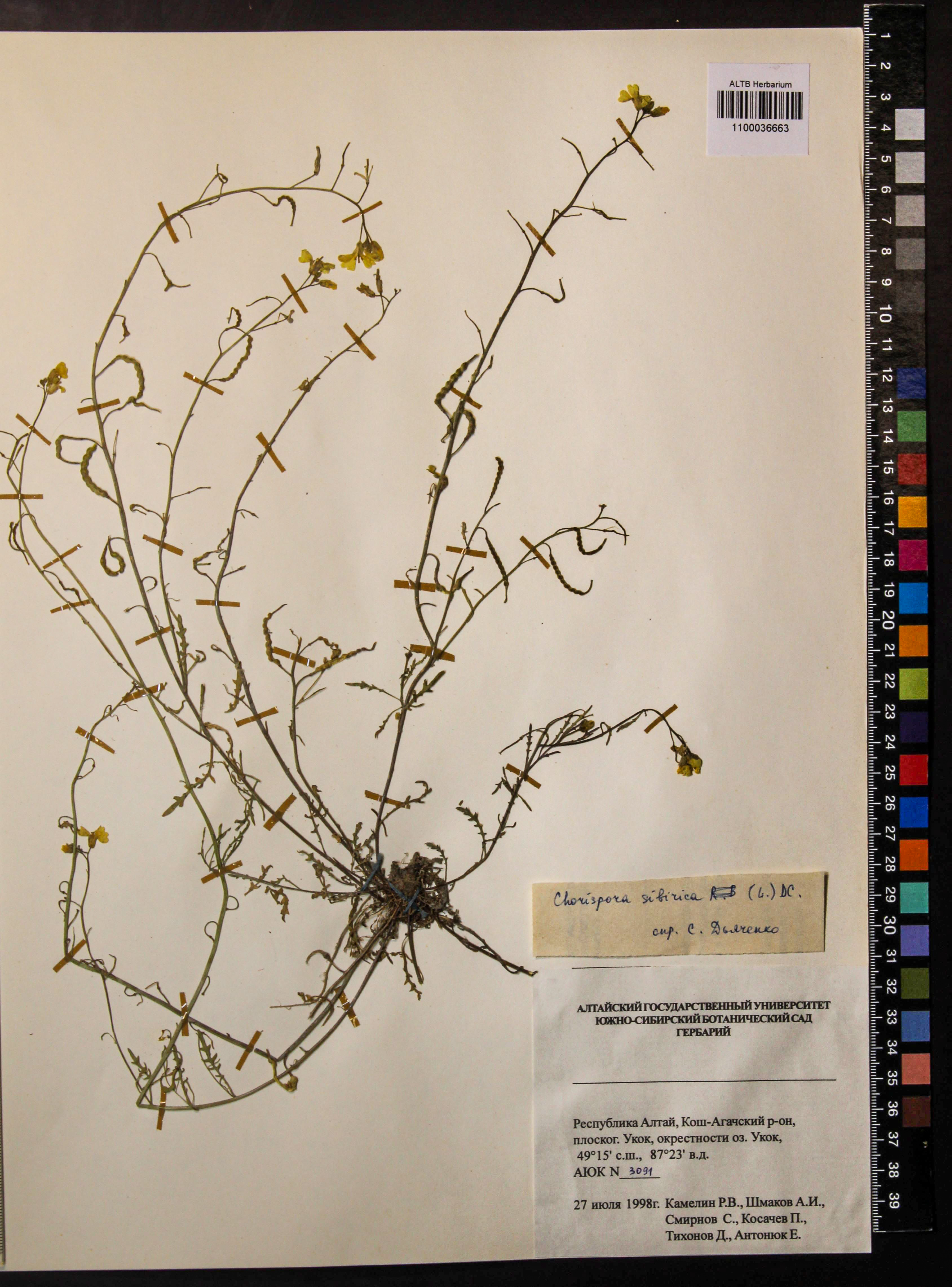 Chorispora sibirica (L.) DC.