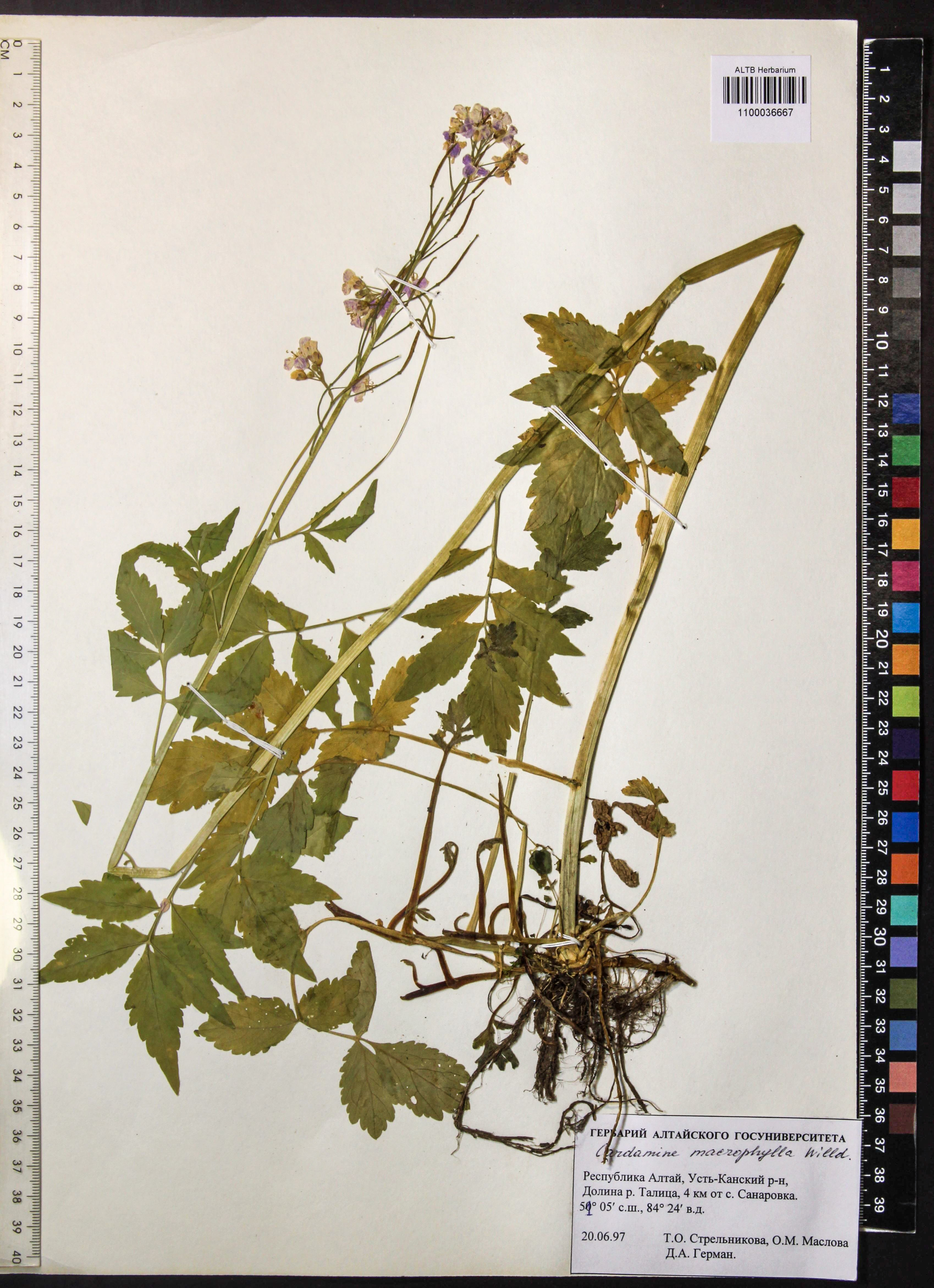 Cardamine macrophylla Willd.