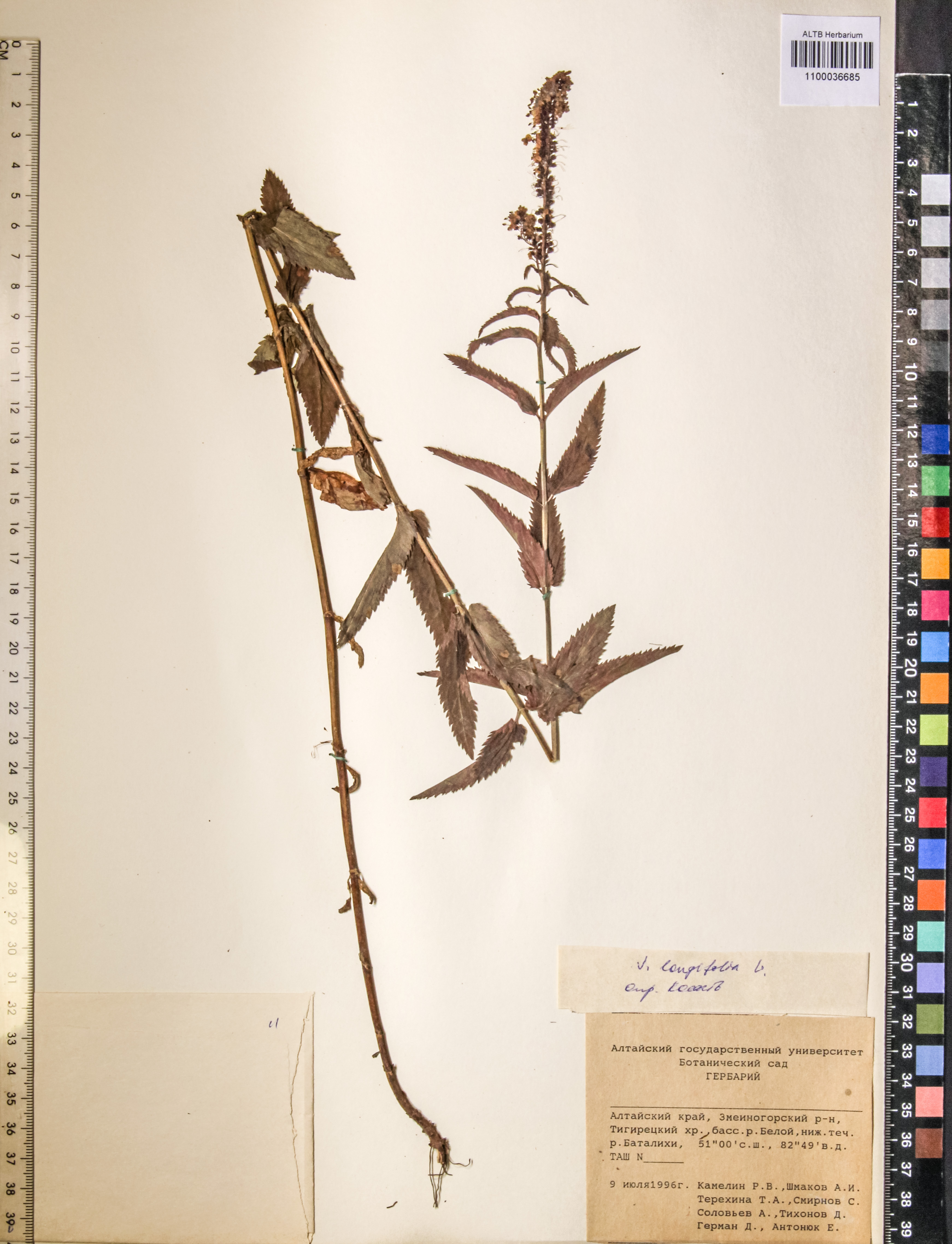 Veronica longifolia L.