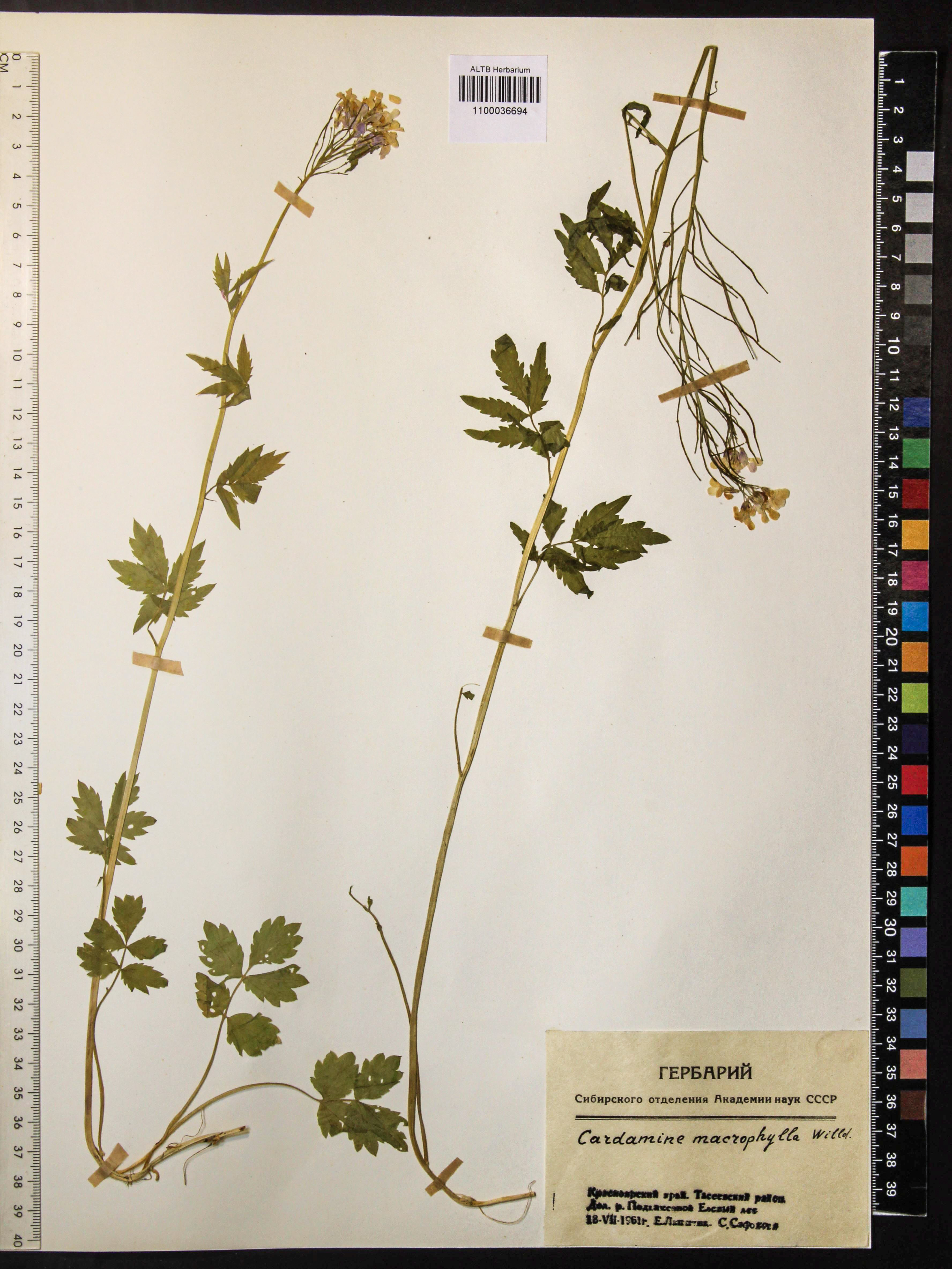 Cardamine macrophylla Willd.
