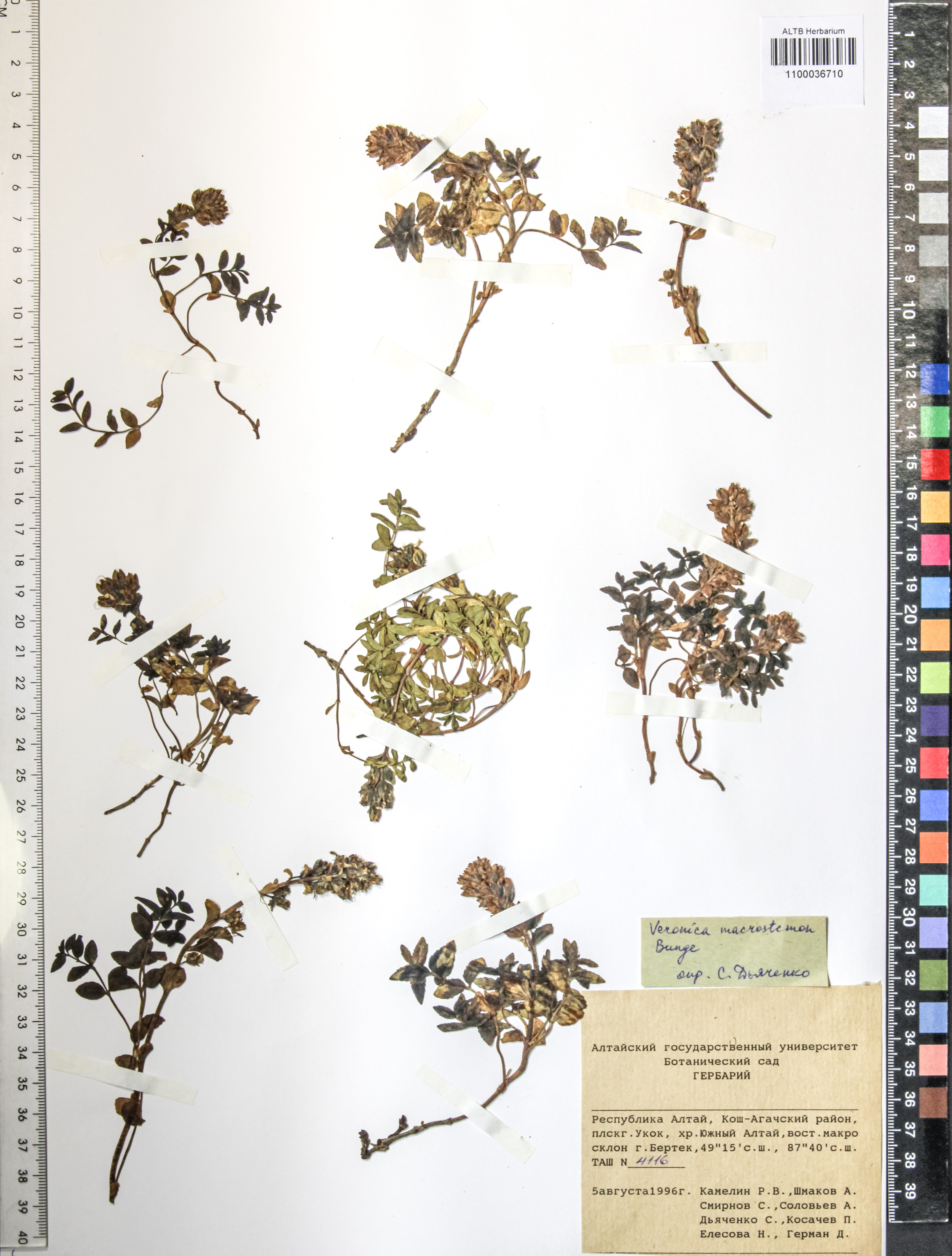 Veronica macrostemon Bunge