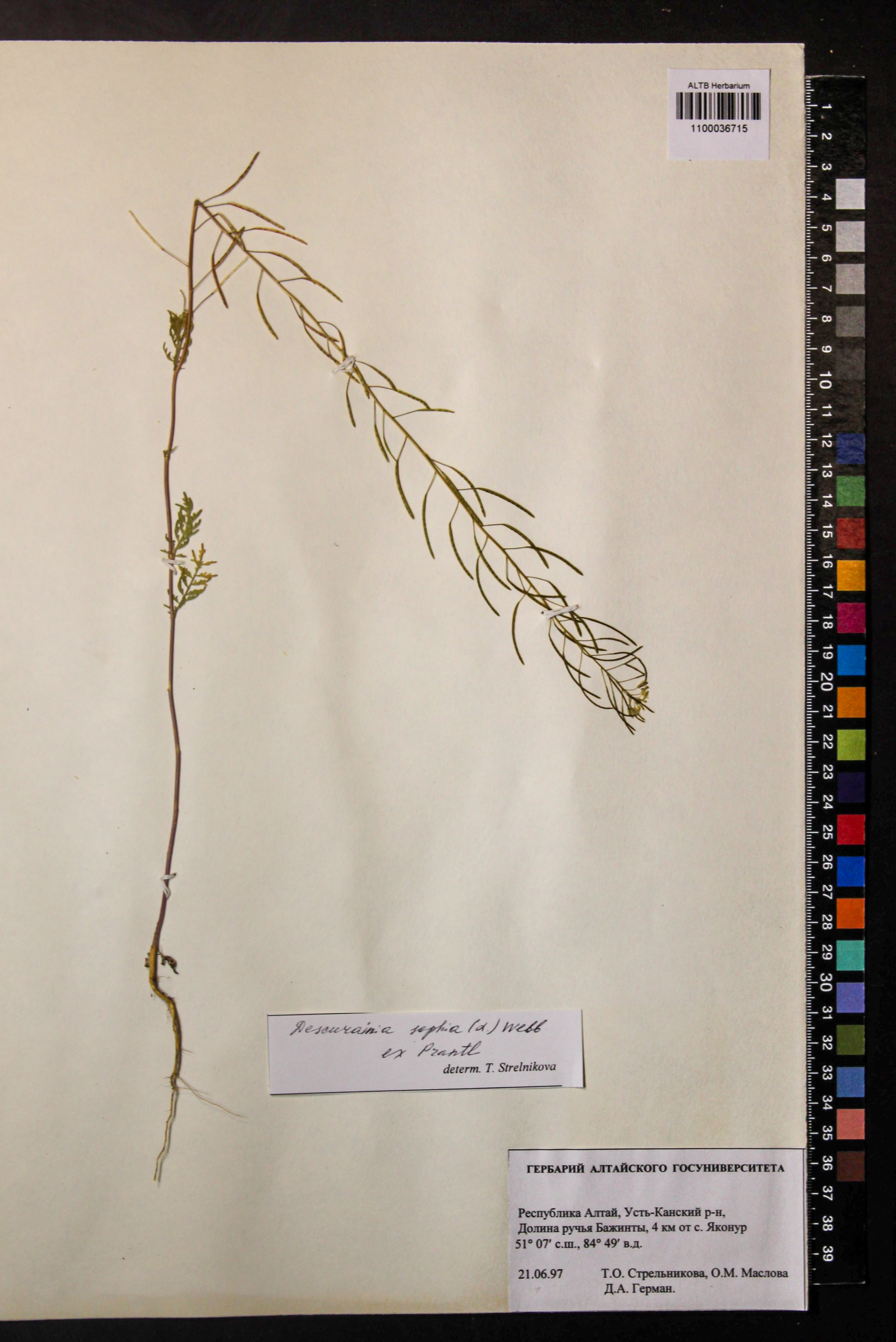 Descurainia sophia (L.) Webb ex Prantl