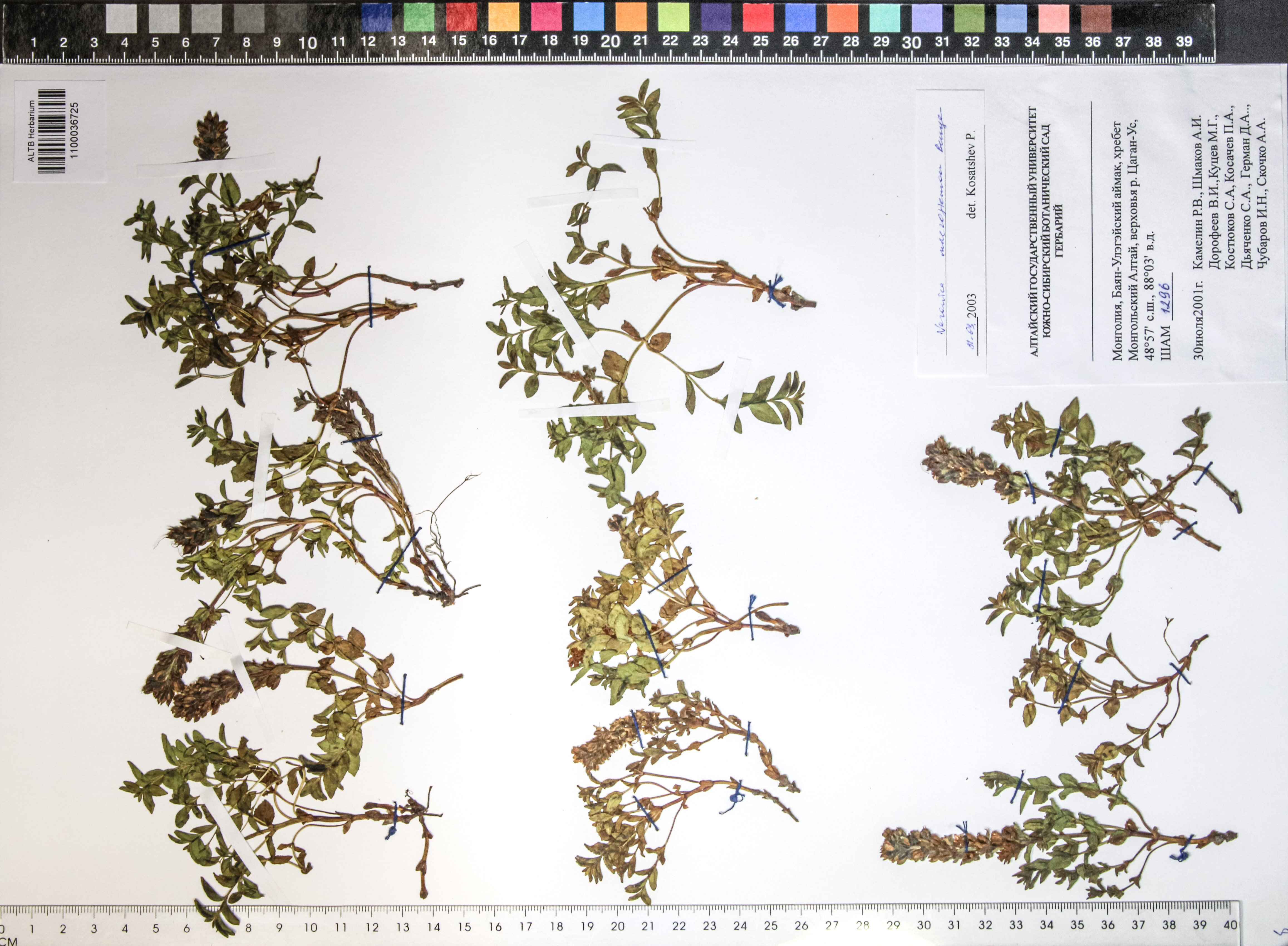 Veronica macrostemon Bunge