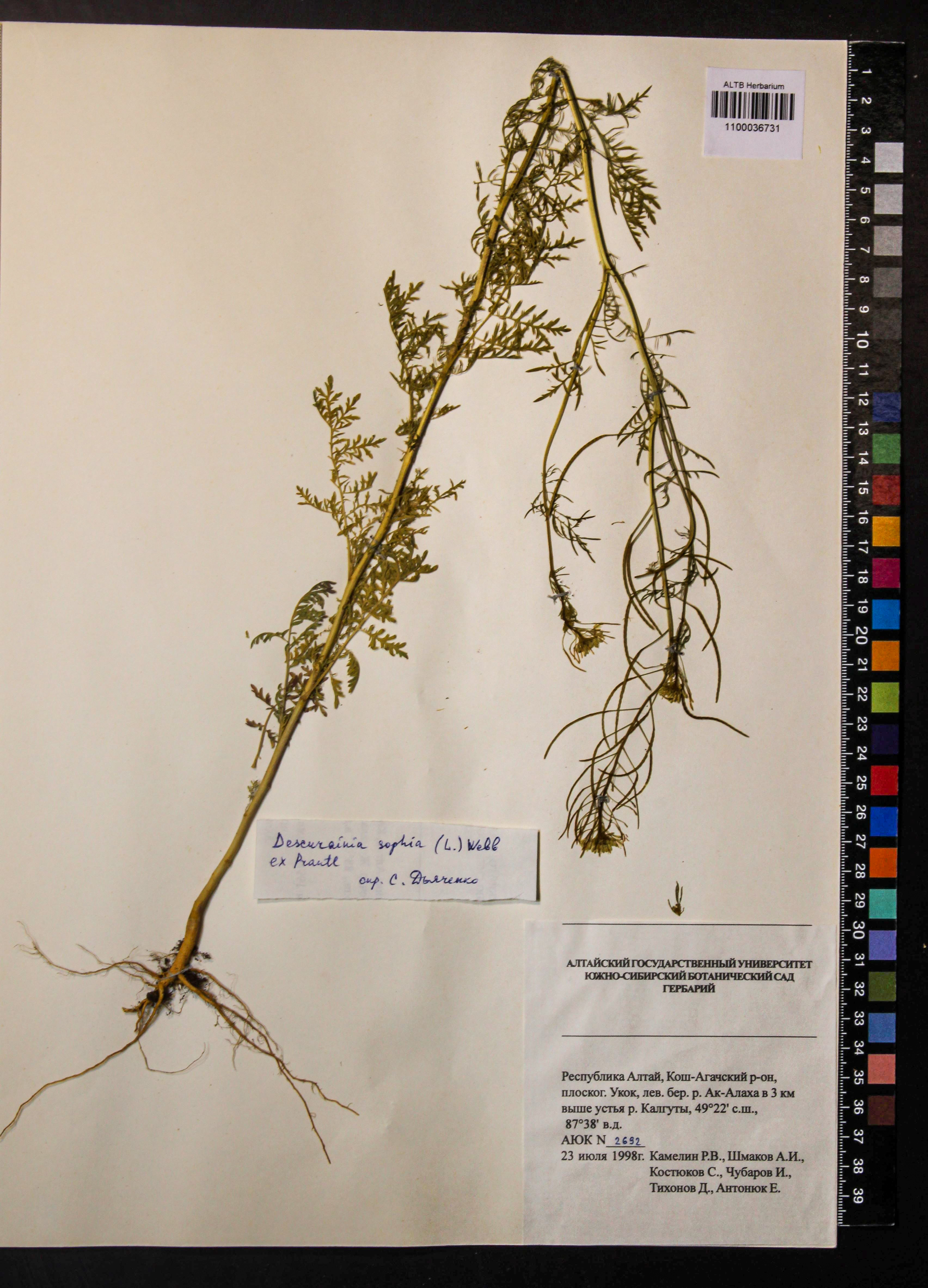 Descurainia sophia (L.) Webb ex Prantl