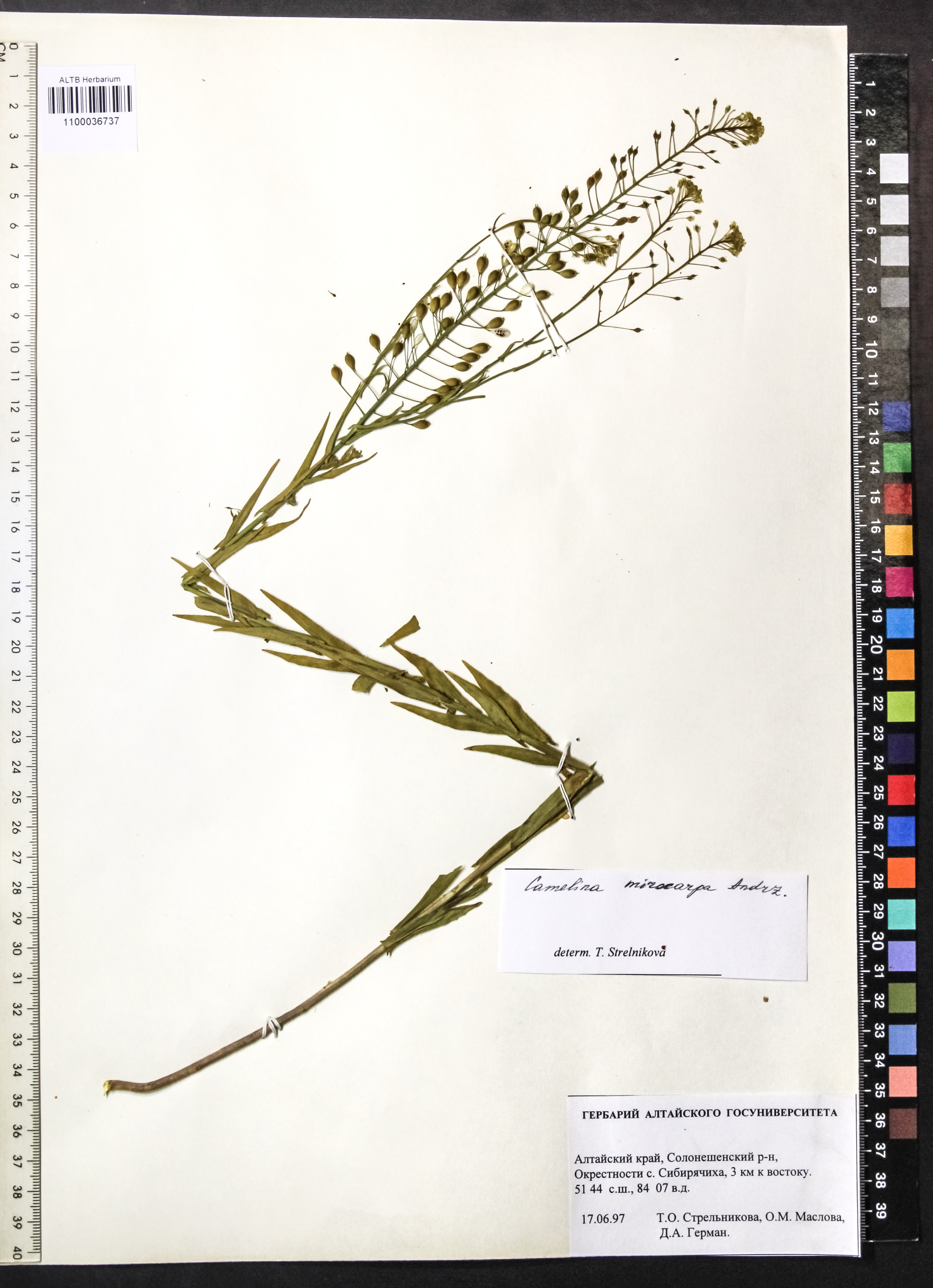 Camelina microcarpa Andrz. ex DC.