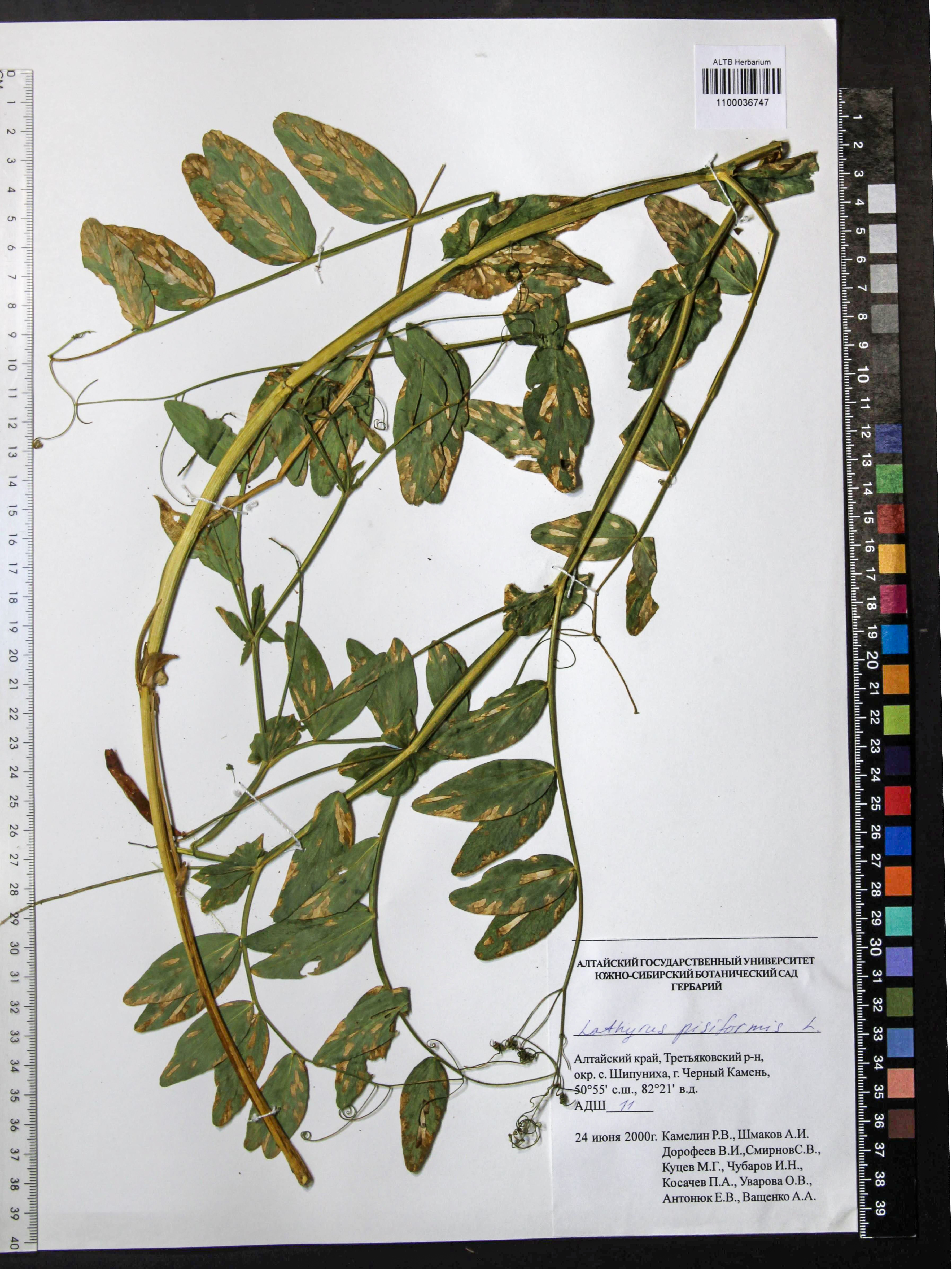 Lathyrus pisiformis L.
