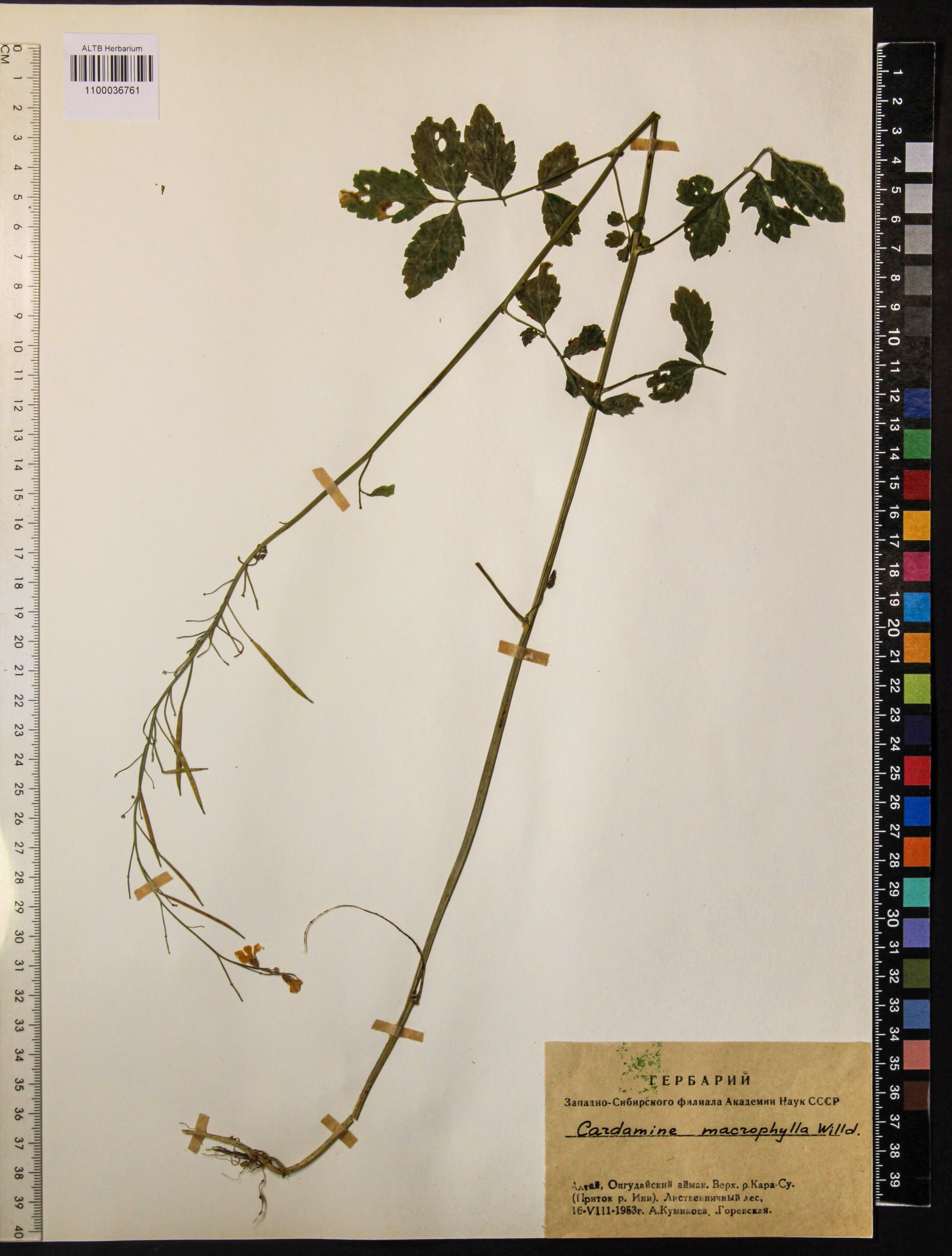 Cardamine macrophylla Willd.