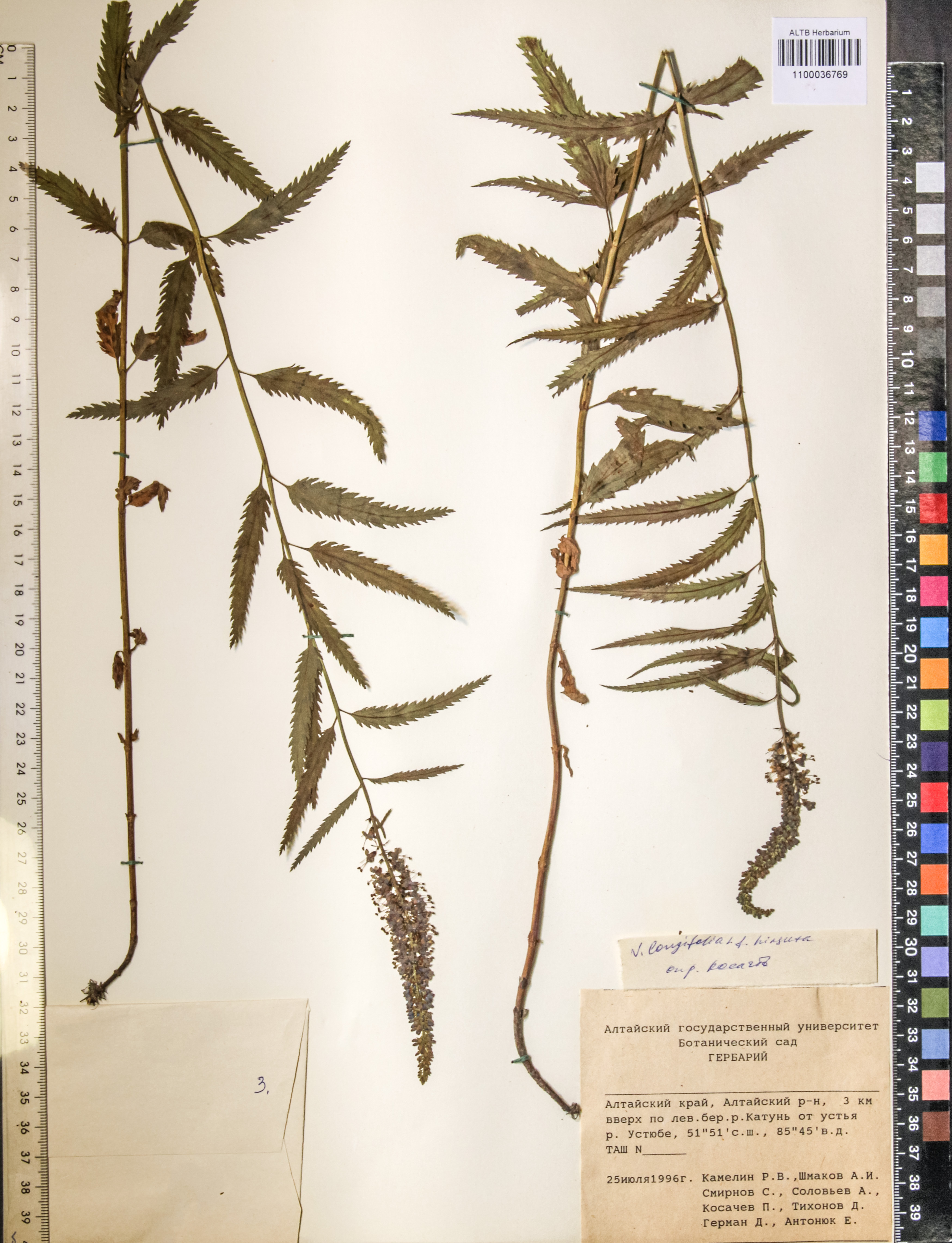 Veronica longifolia L.