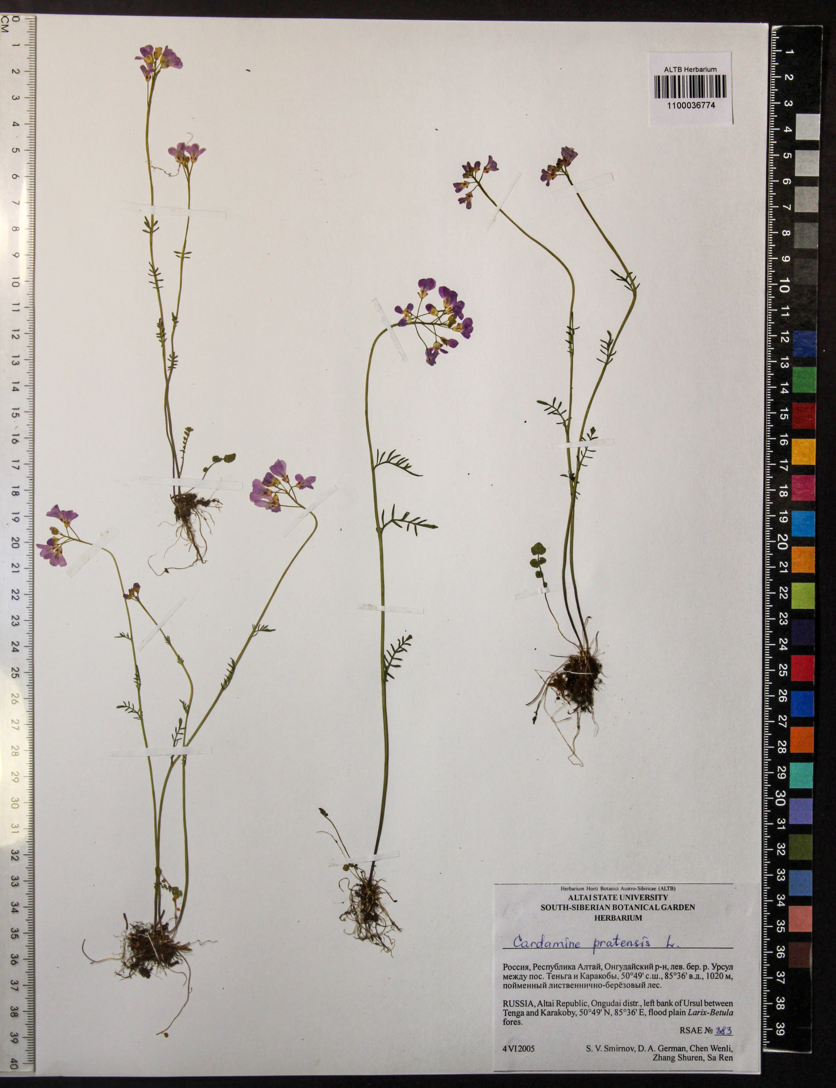 Cardamine pratensis L.