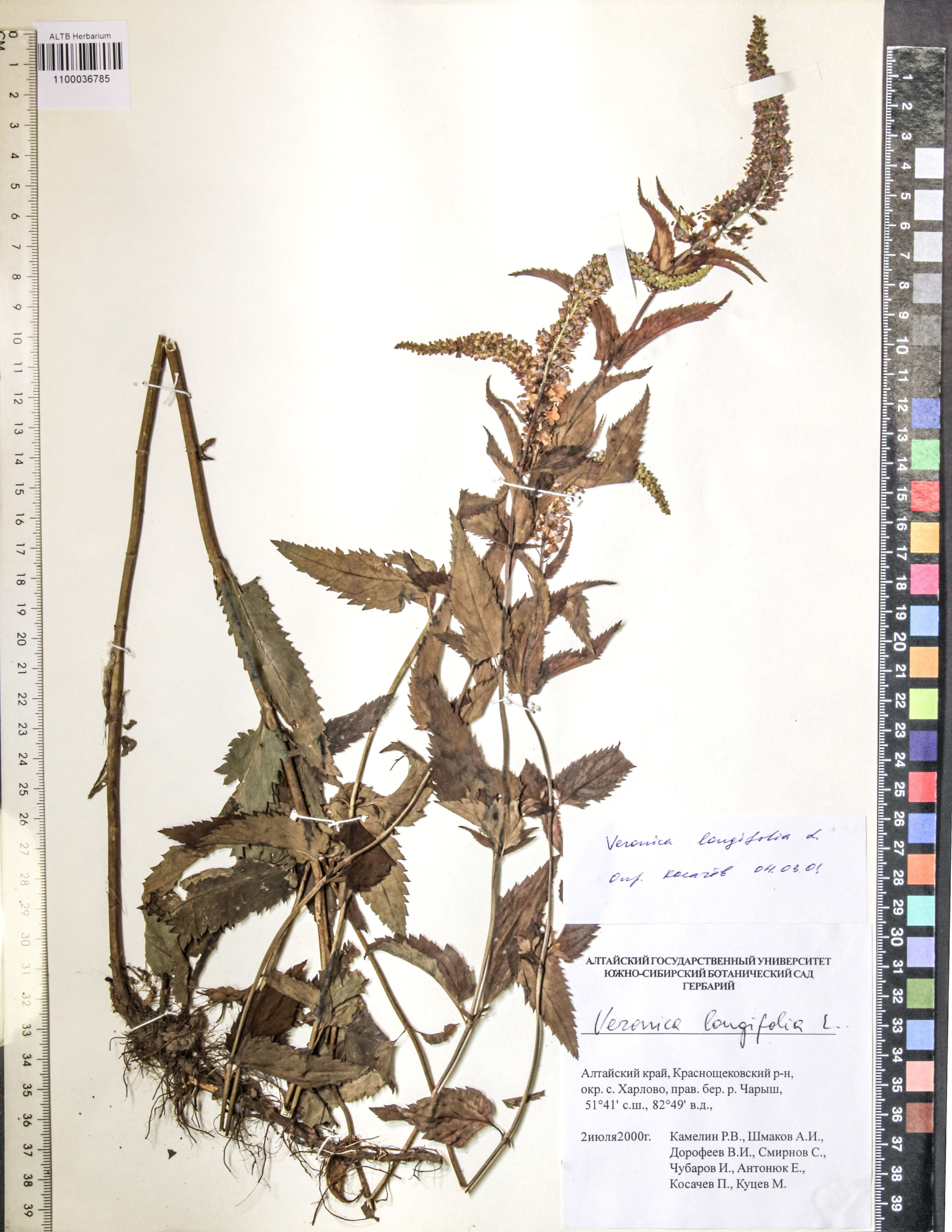 Veronica longifolia L.