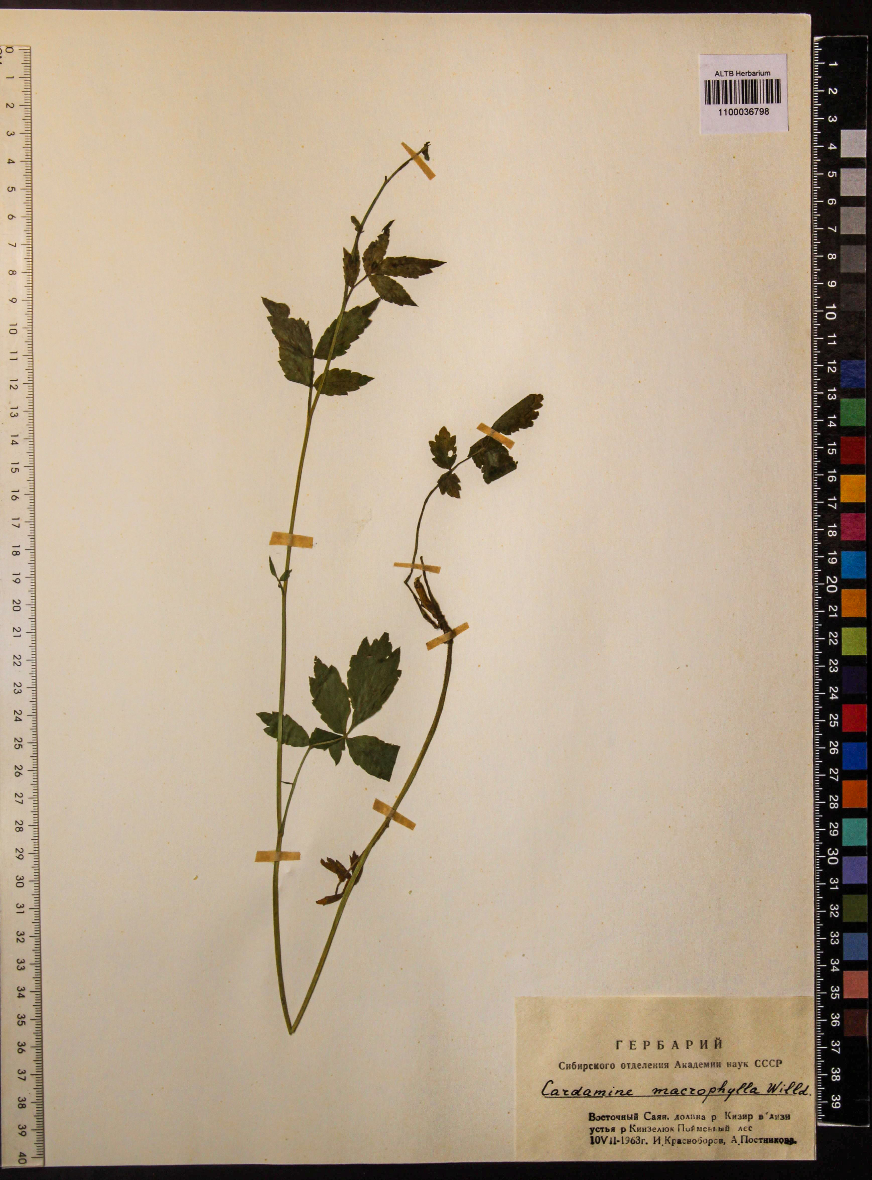 Cardamine macrophylla Willd.
