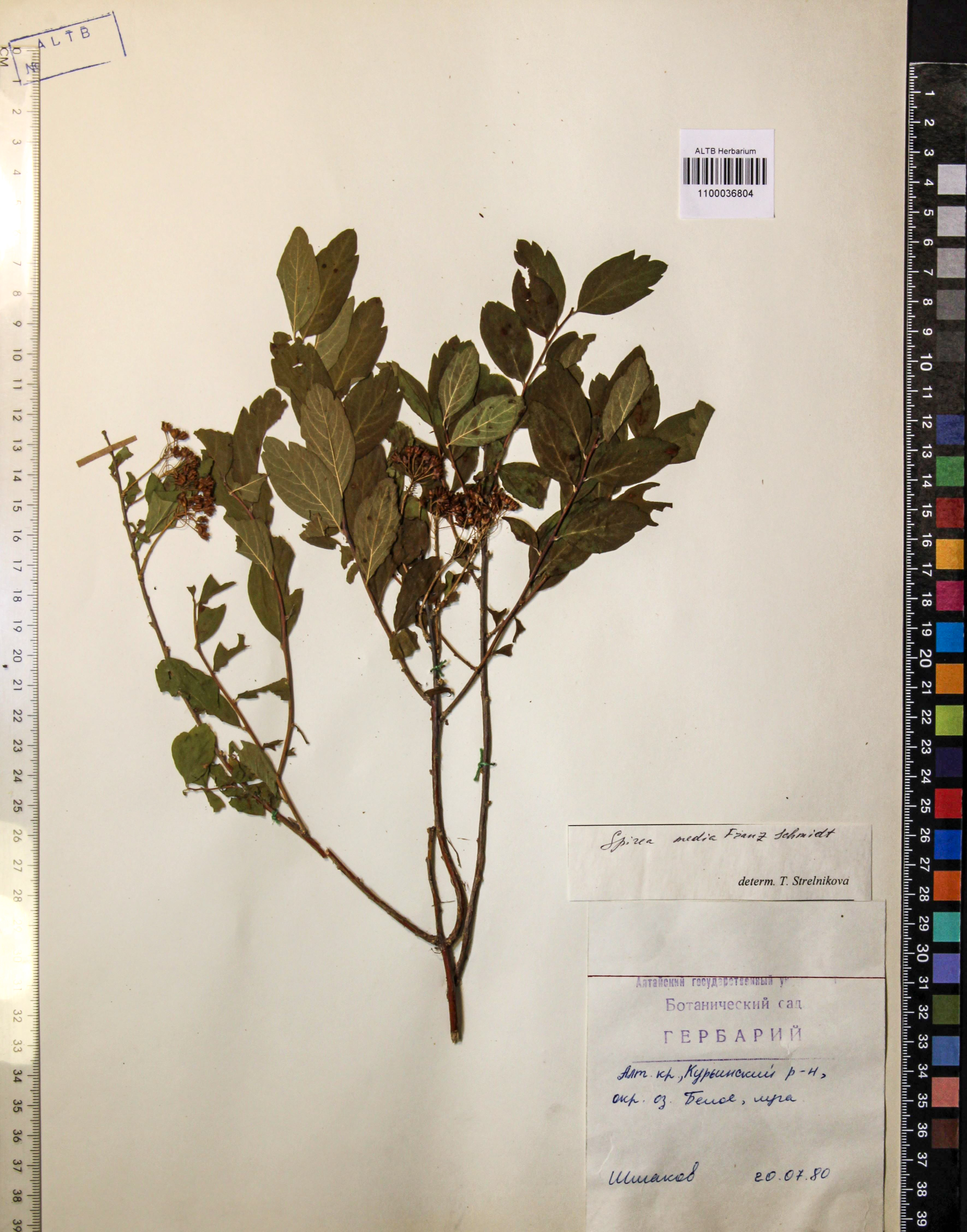 Spiraea media Schmidt