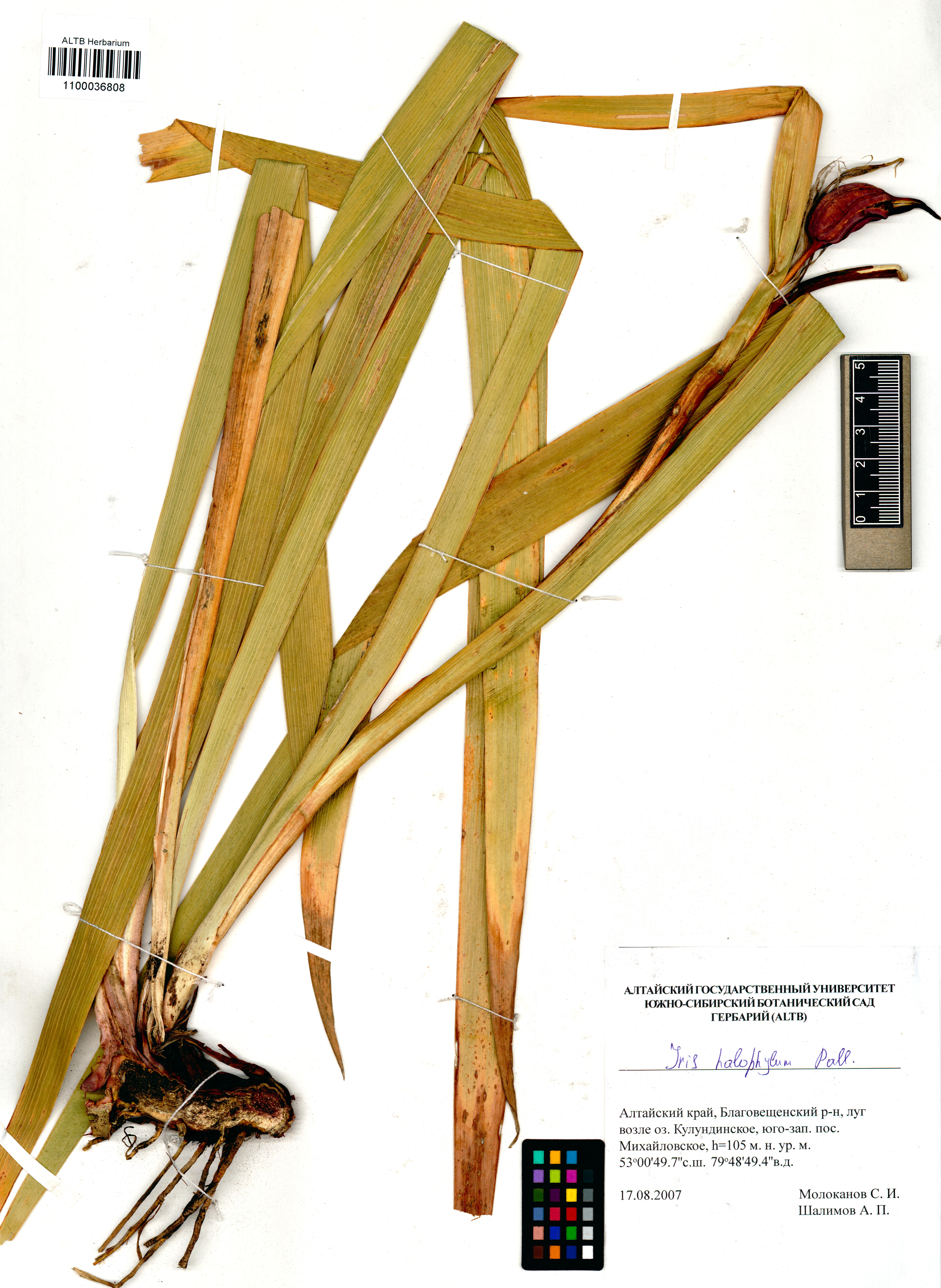 Iris halophila Pall.