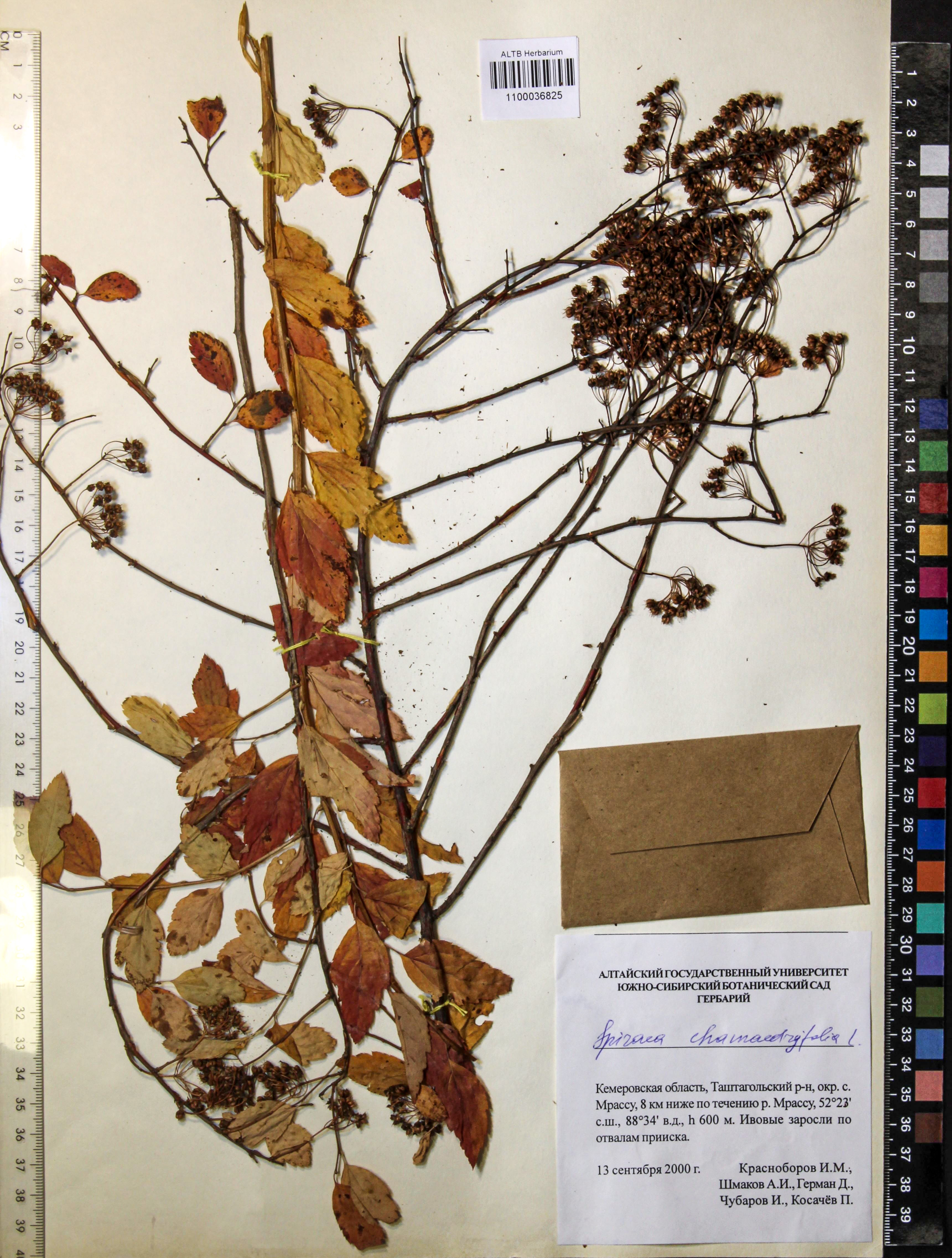 Spiraea chamaedryfolia L.